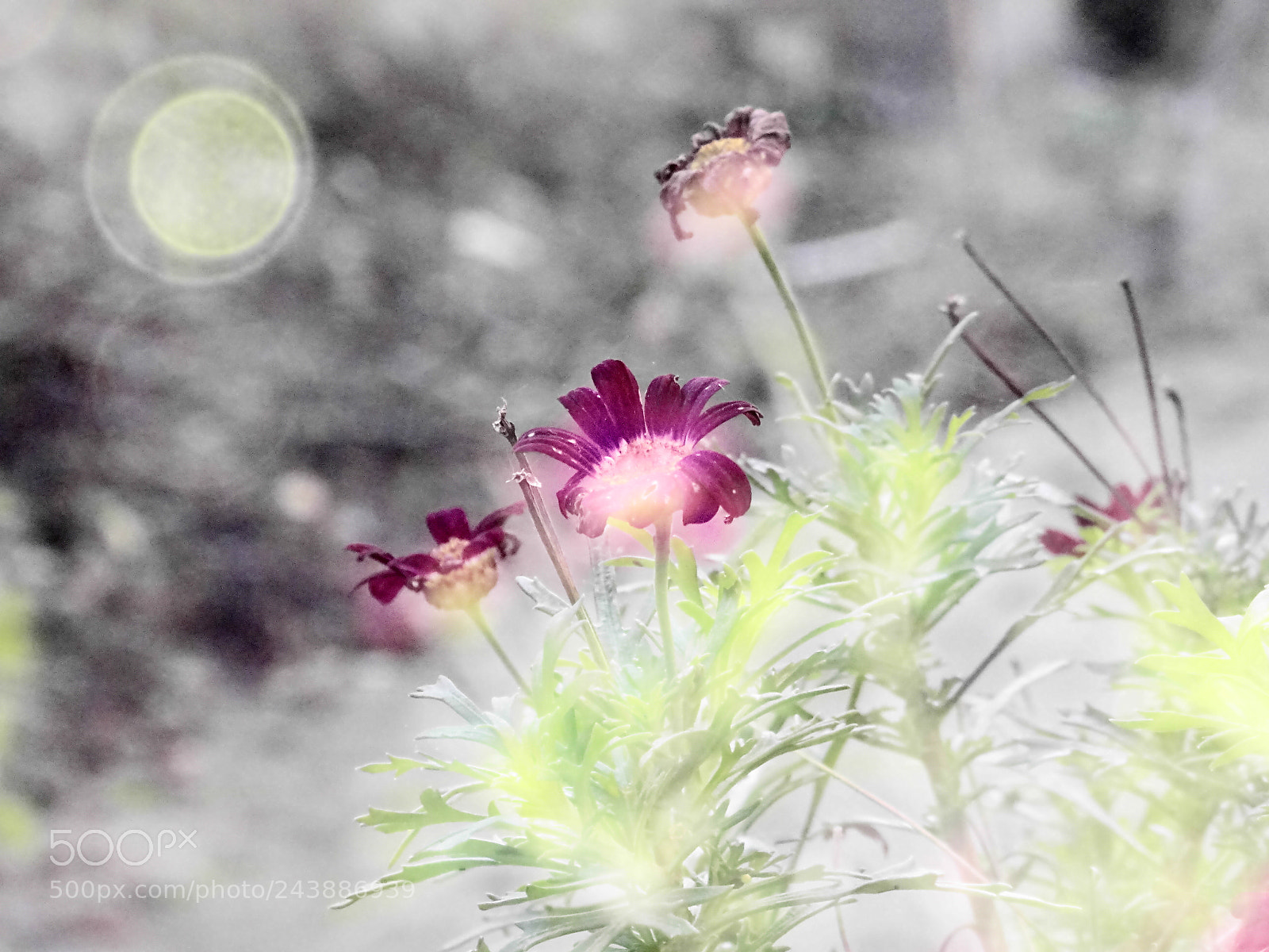 Sony Cyber-shot DSC-HX400V sample photo. Blumen im sonnenlicht photography