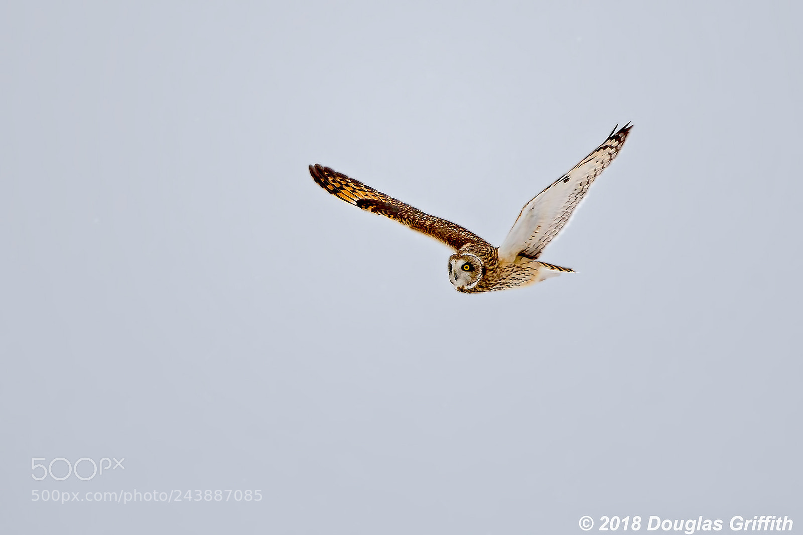 Nikon D500 sample photo. Short-eared owl (asio flammeus) photography