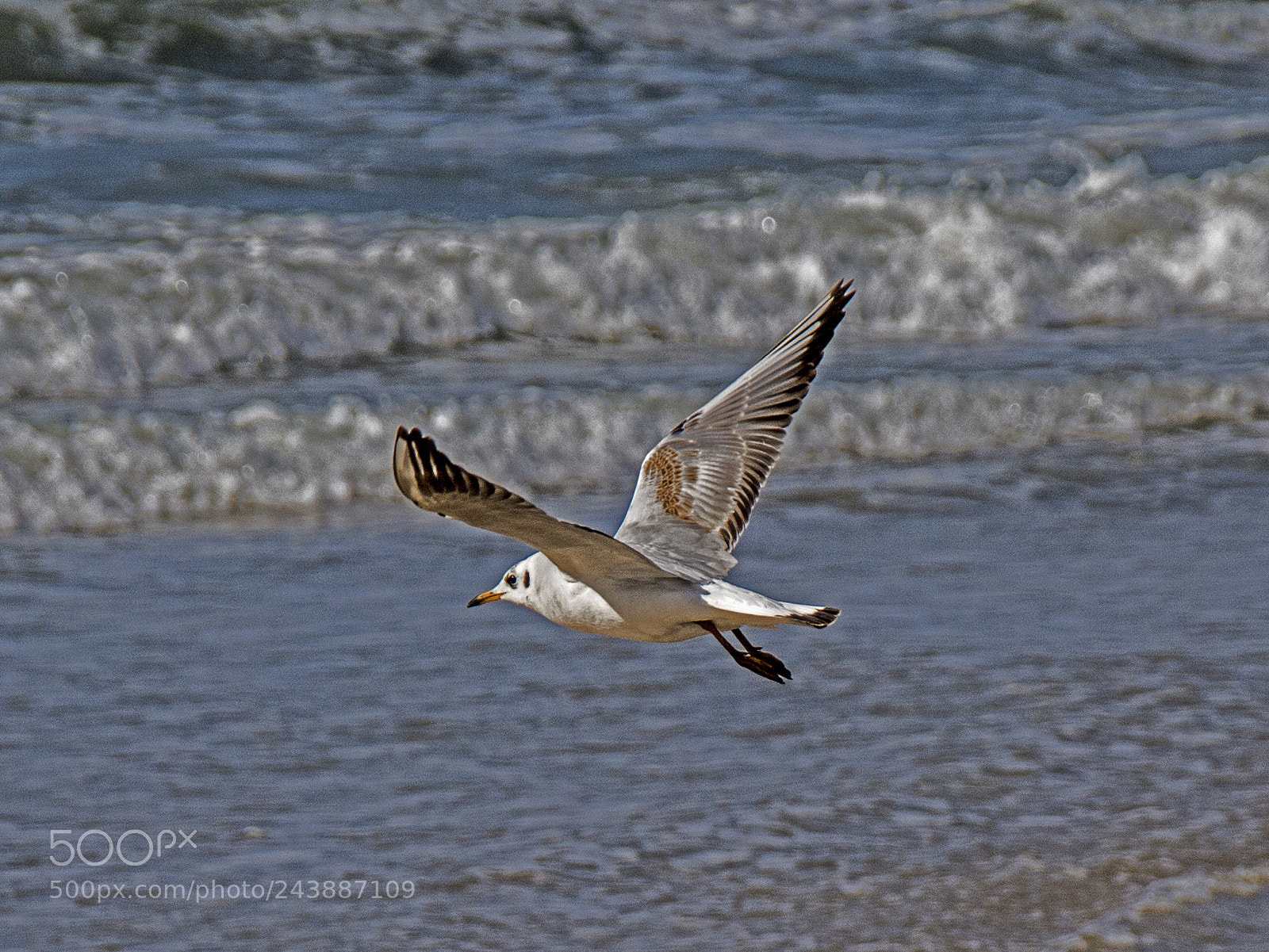 Nikon D7100 sample photo. Seagull. photography