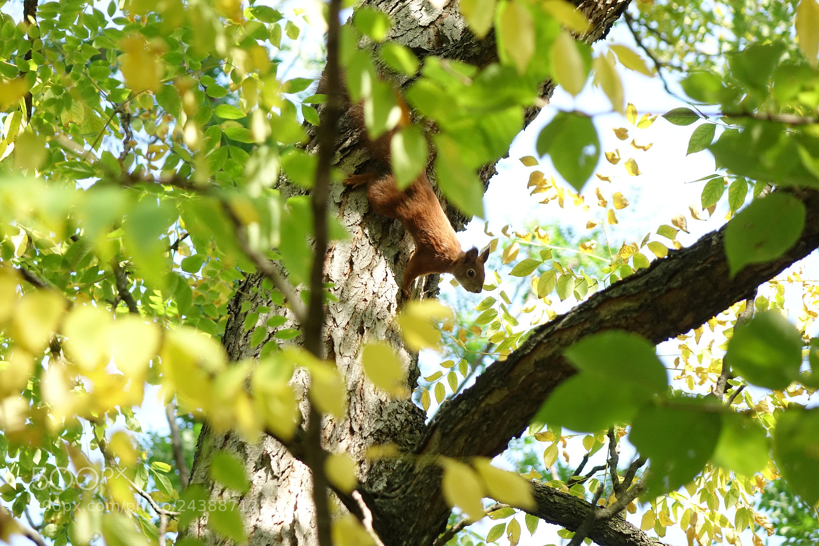 Sony Cyber-shot DSC-RX10 sample photo. The rusty-colored squirrel hiding photography