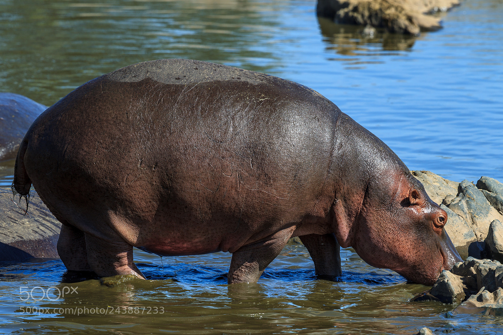 Canon EOS-1D Mark IV sample photo. A hippopotamus on a photography