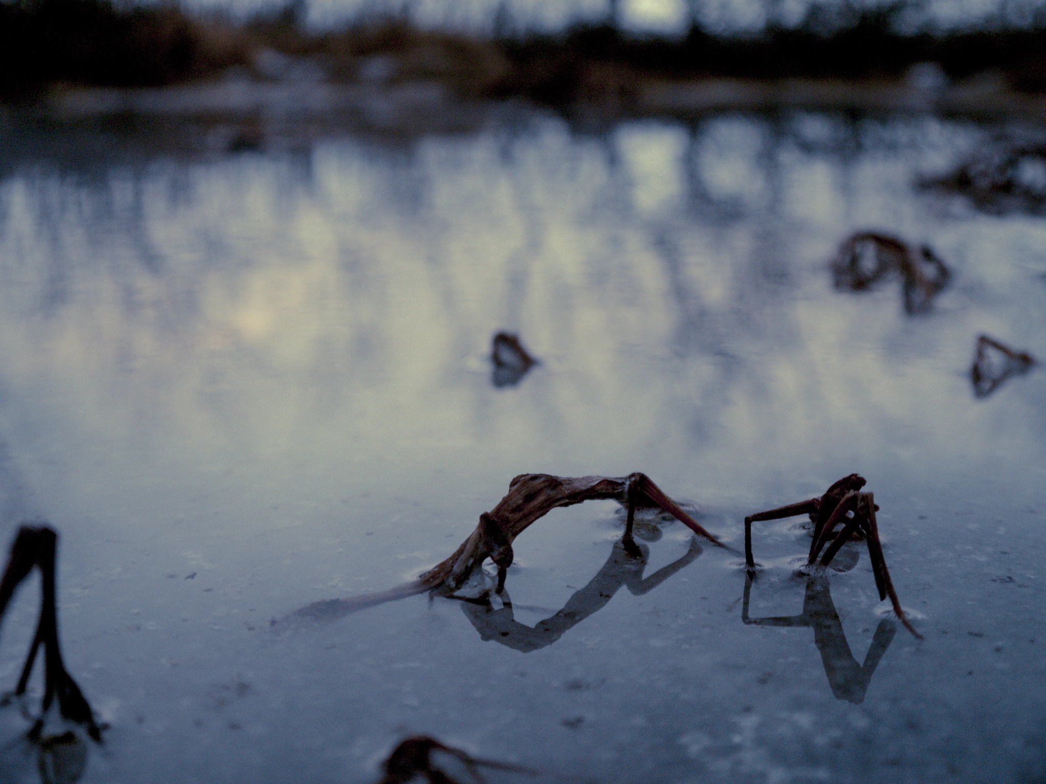 Panasonic Lumix DMC-GF2 sample photo. Frozen grass photography
