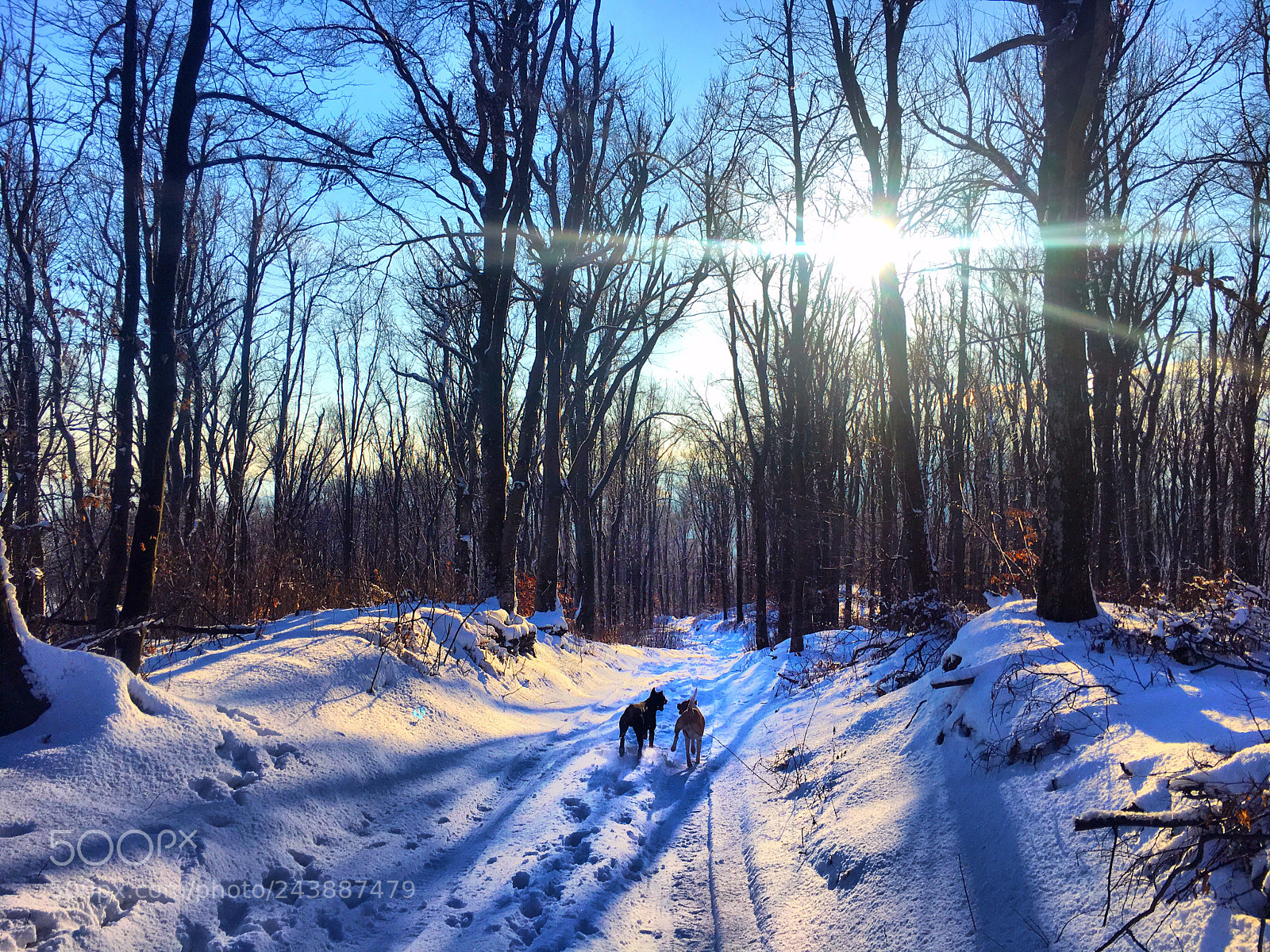 Apple iPhone 6s sample photo. Dogsrunning photography