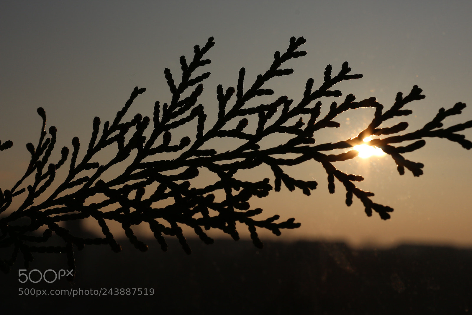 Canon EF-S 18-55mm F3.5-5.6 III sample photo. Sunset trought a twig photography