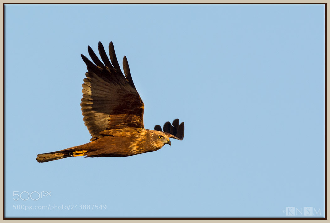 Nikon D7100 sample photo. Marsh-harrier in flight photography