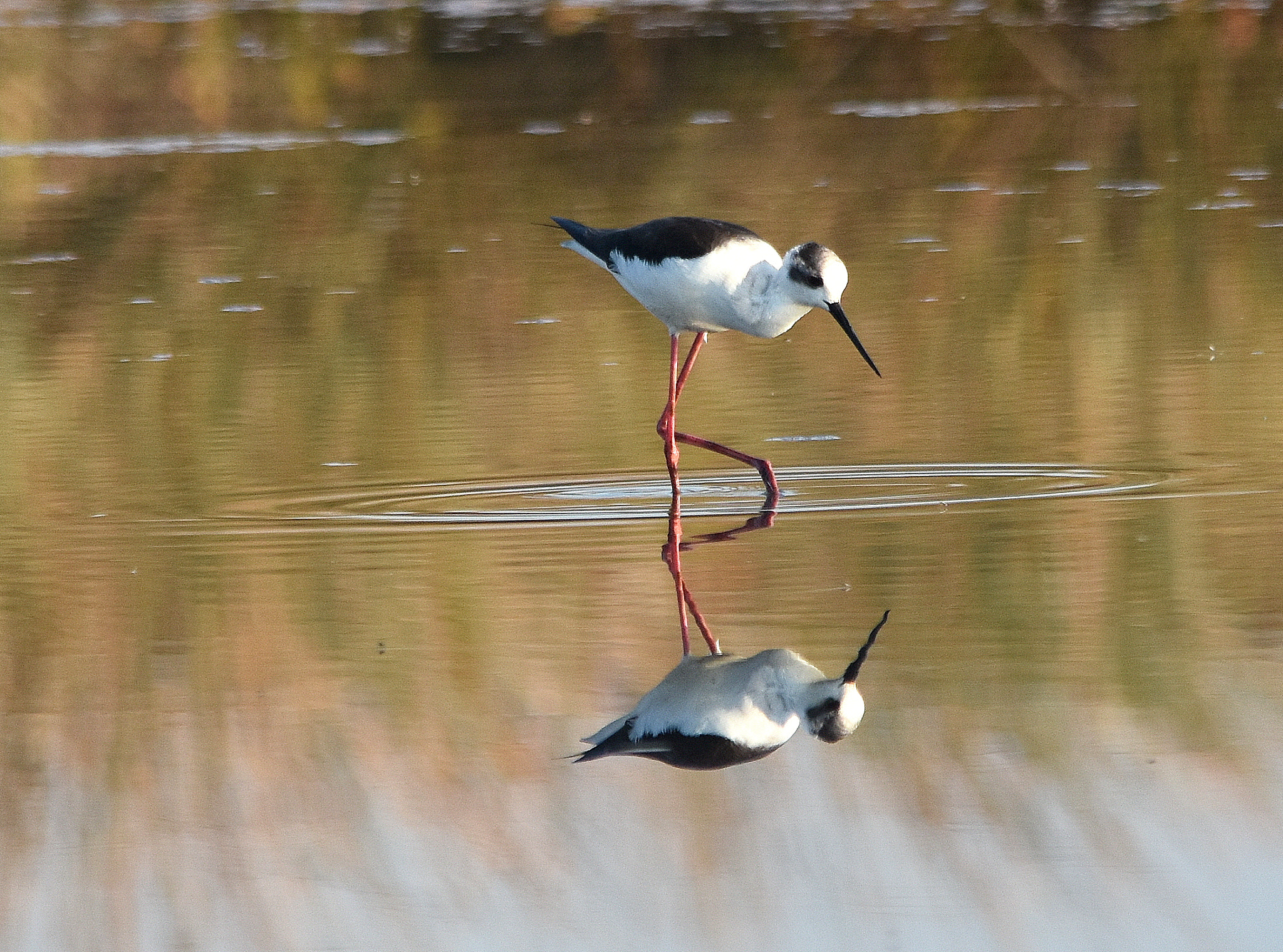 Sigma 150-500mm F5-6.3 DG OS HSM sample photo. Cavaliere d'italia allo specchio photography