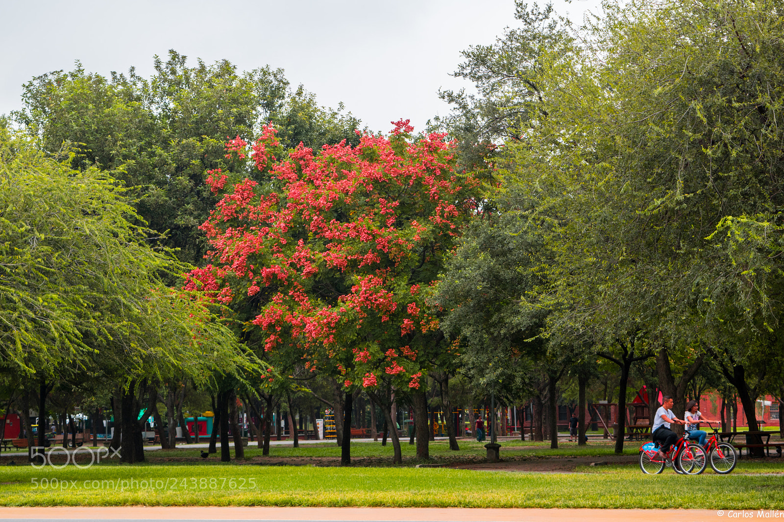 Nikon D5500 sample photo. Un paseo oto al photography