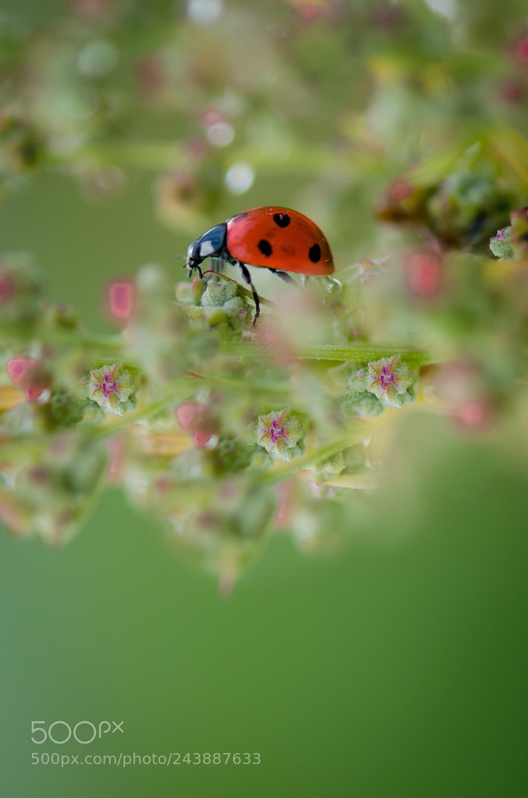 Nikon D5100 sample photo. _...-0772.jpg photography
