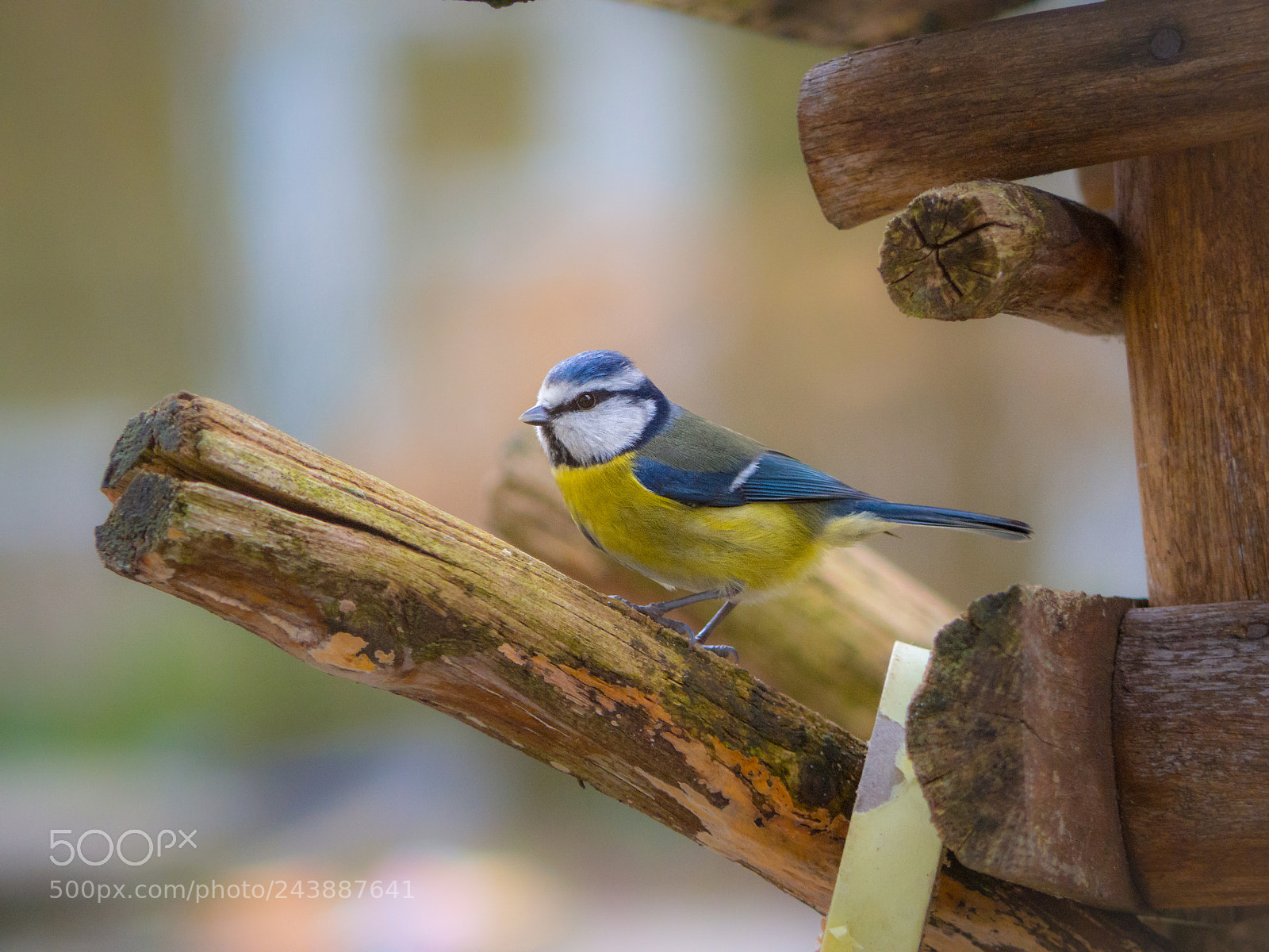 Olympus OM-D E-M10 sample photo. Eurasian blue tit photography