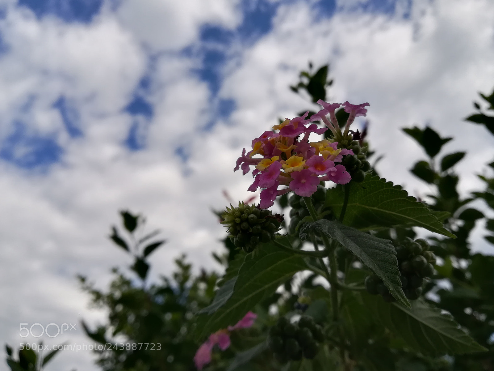 HUAWEI P10 lite sample photo. Flower photography