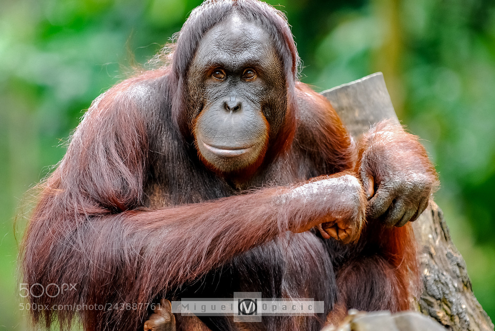 Nikon D200 sample photo. Orangutan photography