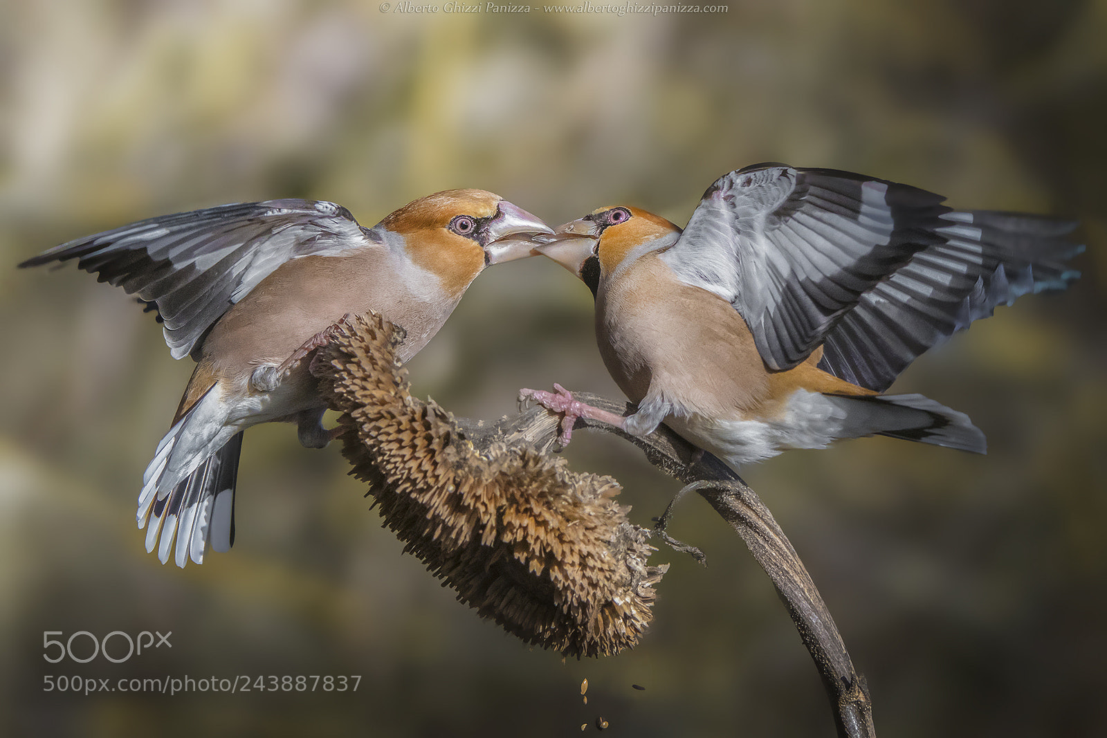 Nikon D7500 sample photo. The kiss photography