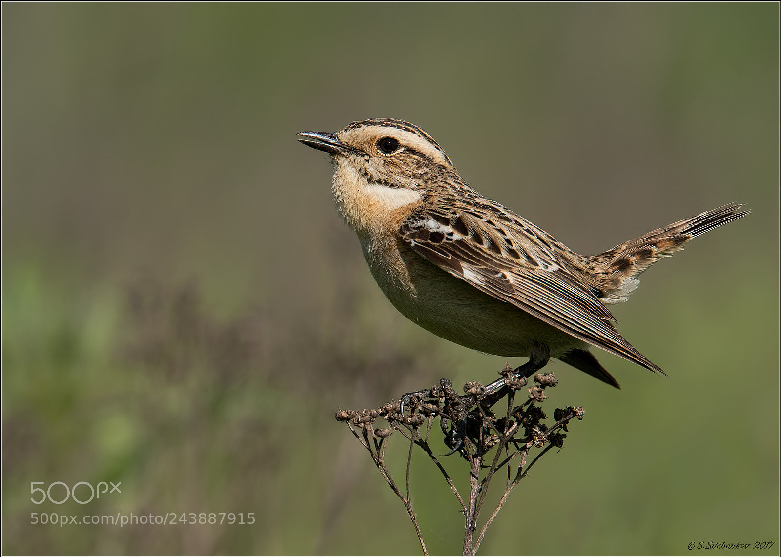 Nikon D4 sample photo. Whinchat photography