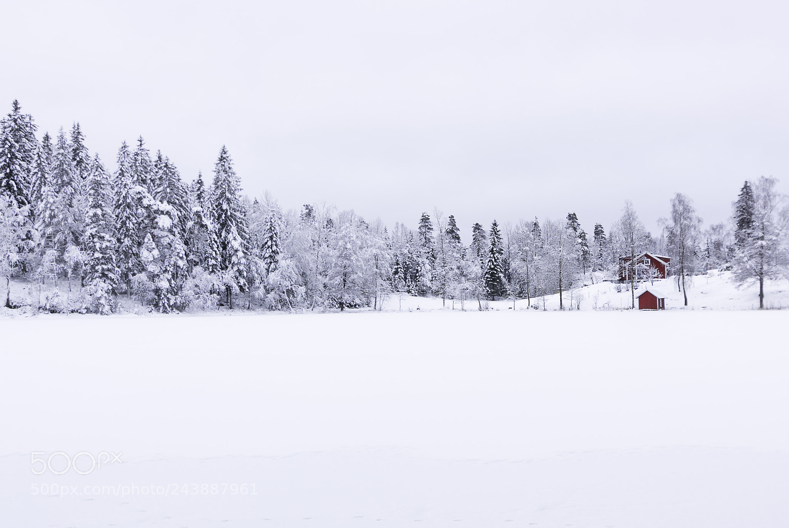 Nikon D7100 sample photo. Red and white photography