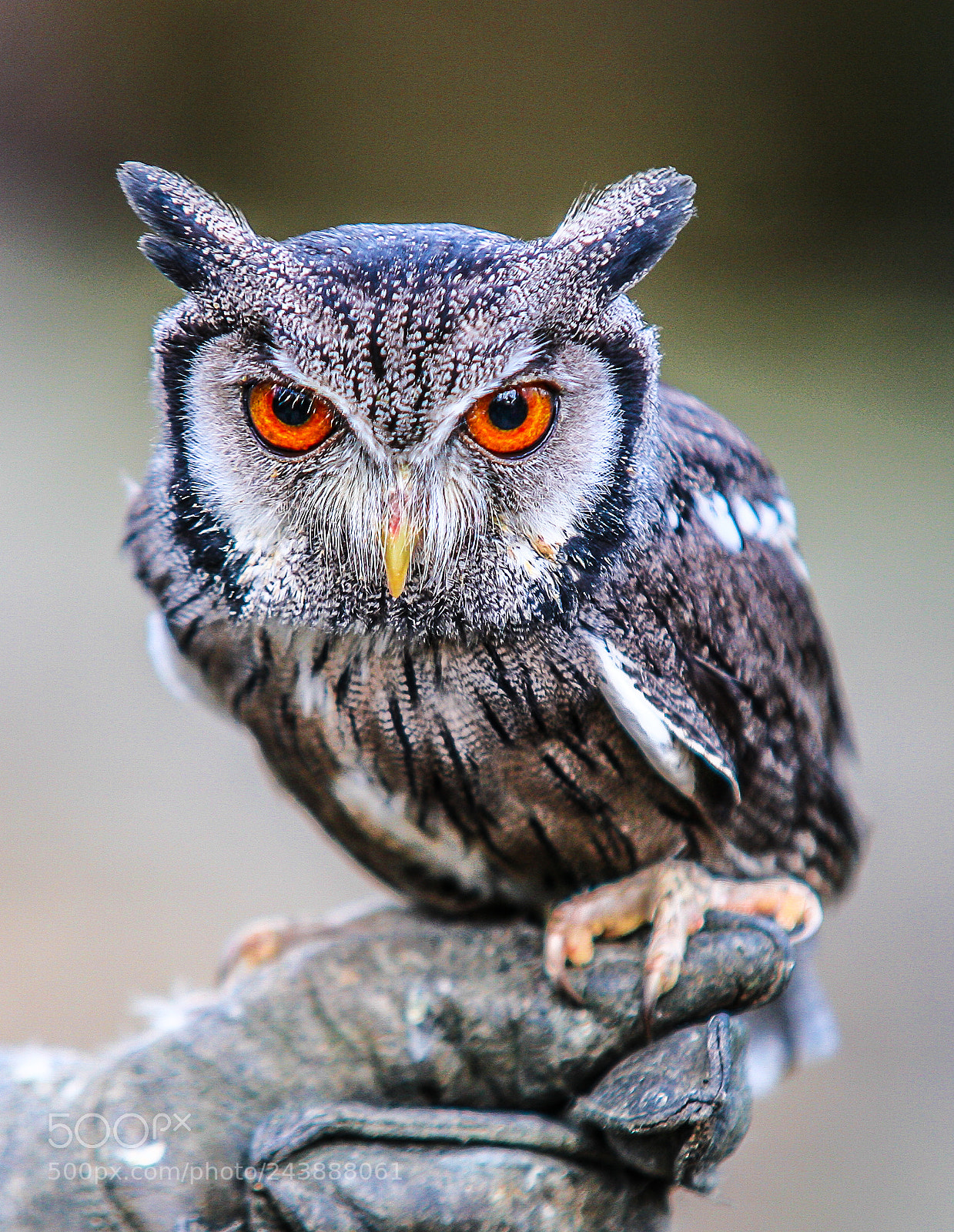 Canon EOS 5D sample photo. Scops owl photography