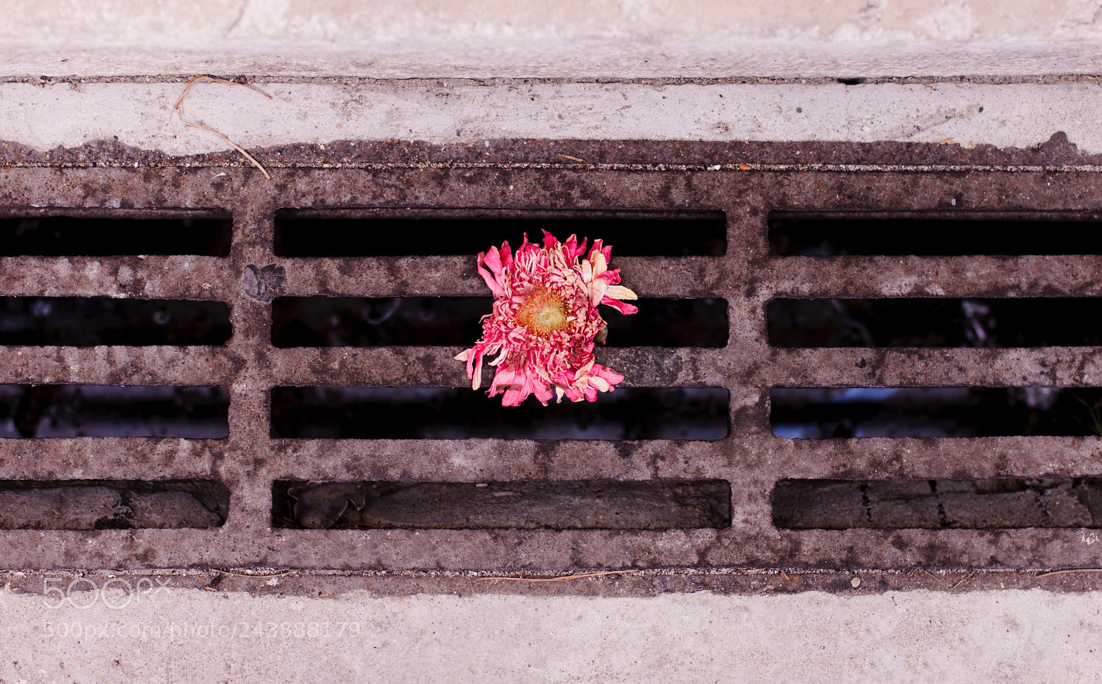 Canon EOS 500D (EOS Rebel T1i / EOS Kiss X3) sample photo. Beauty is everywhere photography