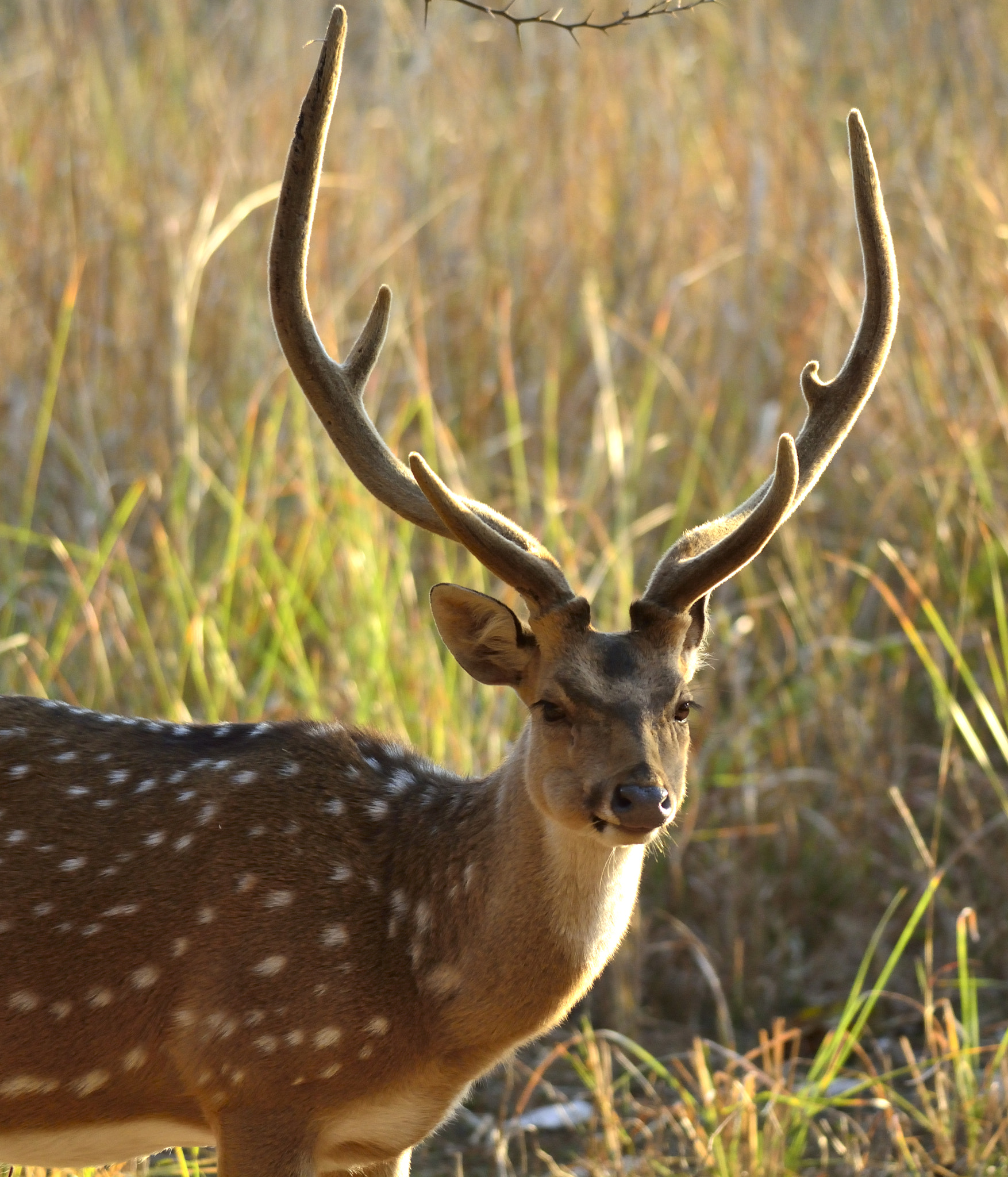 Nikon D5200 + Nikon AF-S Nikkor 300mm F4D ED-IF sample photo. Spotted stag photography