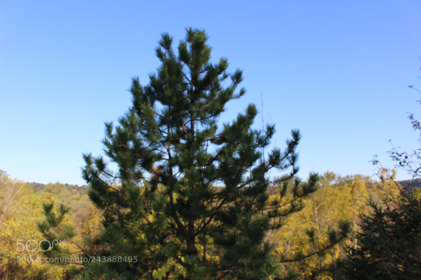 Canon EOS 100D (EOS Rebel SL1 / EOS Kiss X7) sample photo. Tree photography