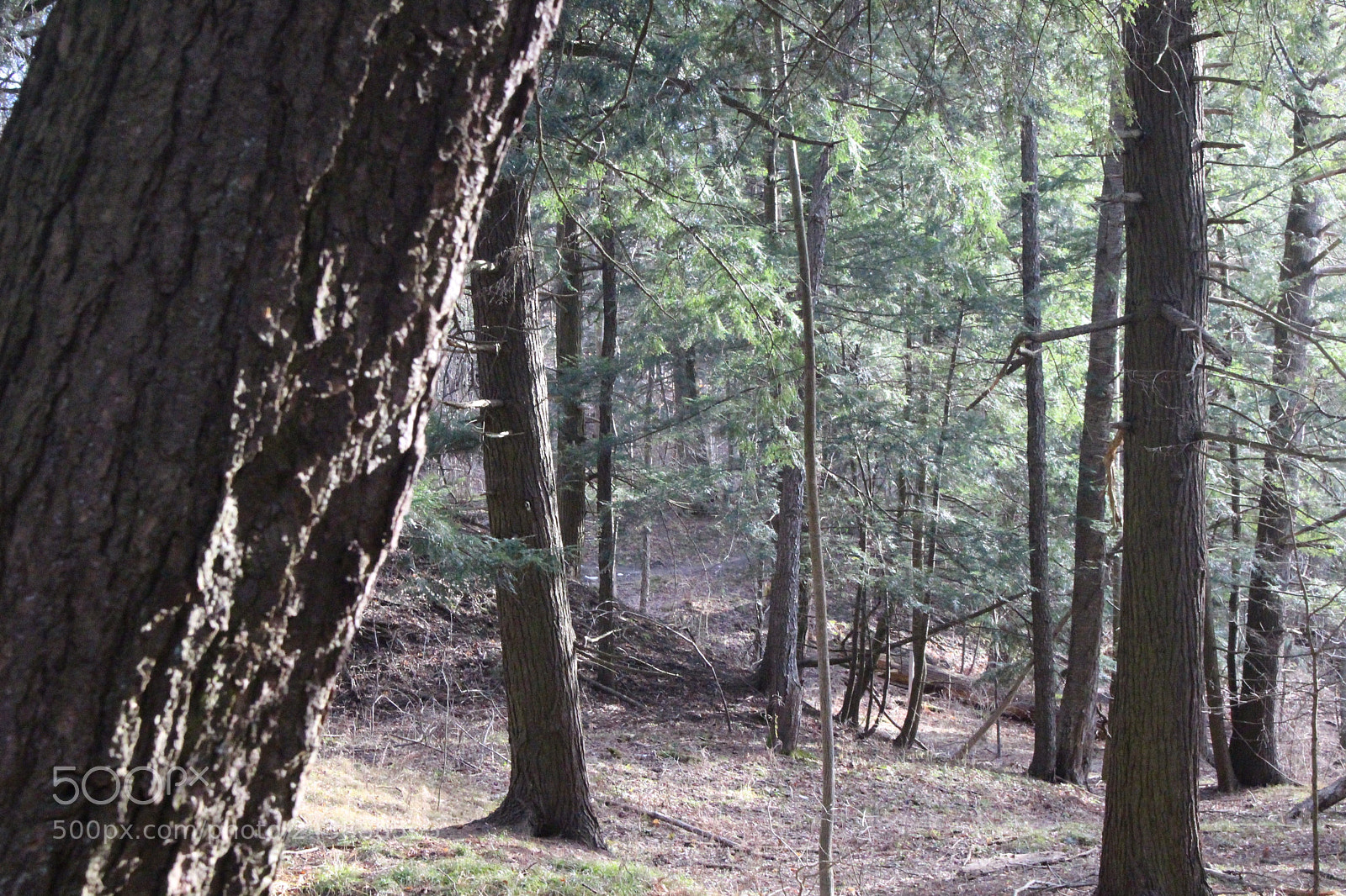 Canon EOS 100D (EOS Rebel SL1 / EOS Kiss X7) sample photo. Forest photography