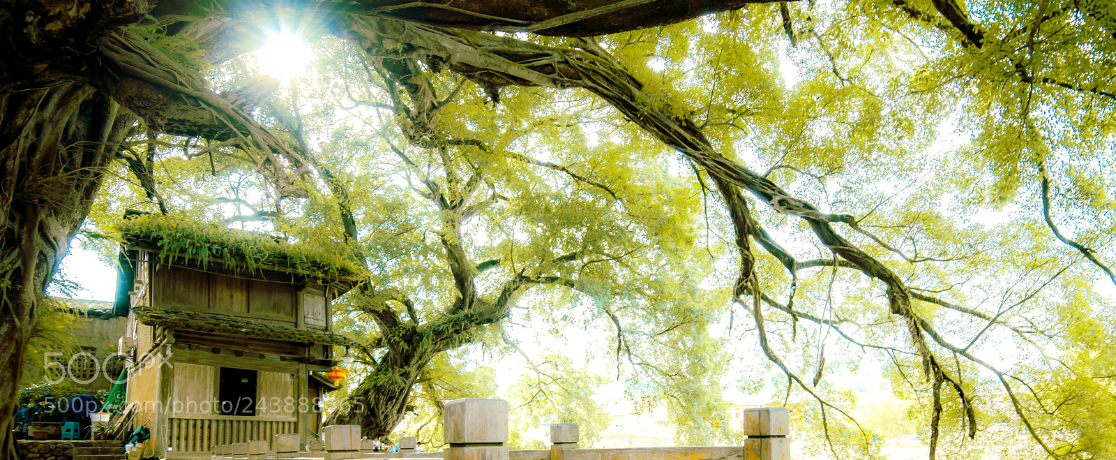 Nikon D3X sample photo. Untitled photography