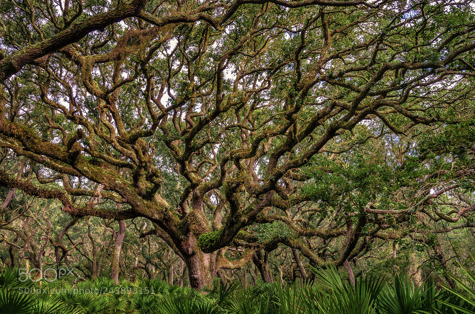 Nikon D5100 sample photo. Tree of life photography