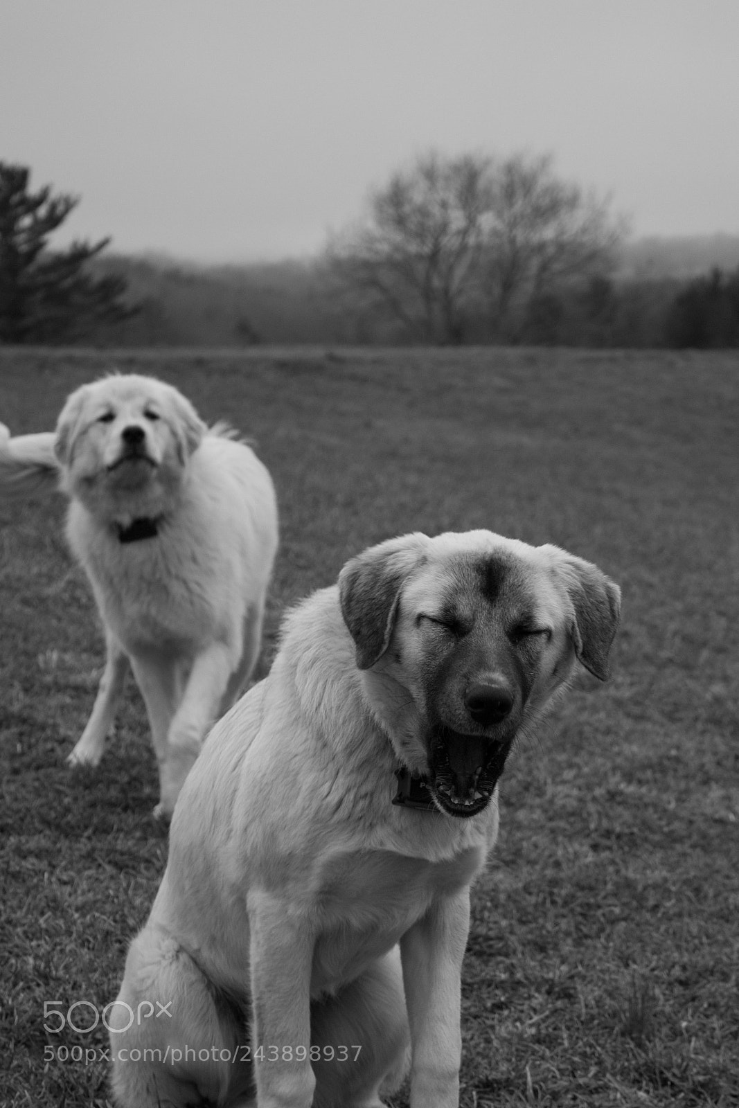 Canon EOS 700D (EOS Rebel T5i / EOS Kiss X7i) sample photo. Yawn photography