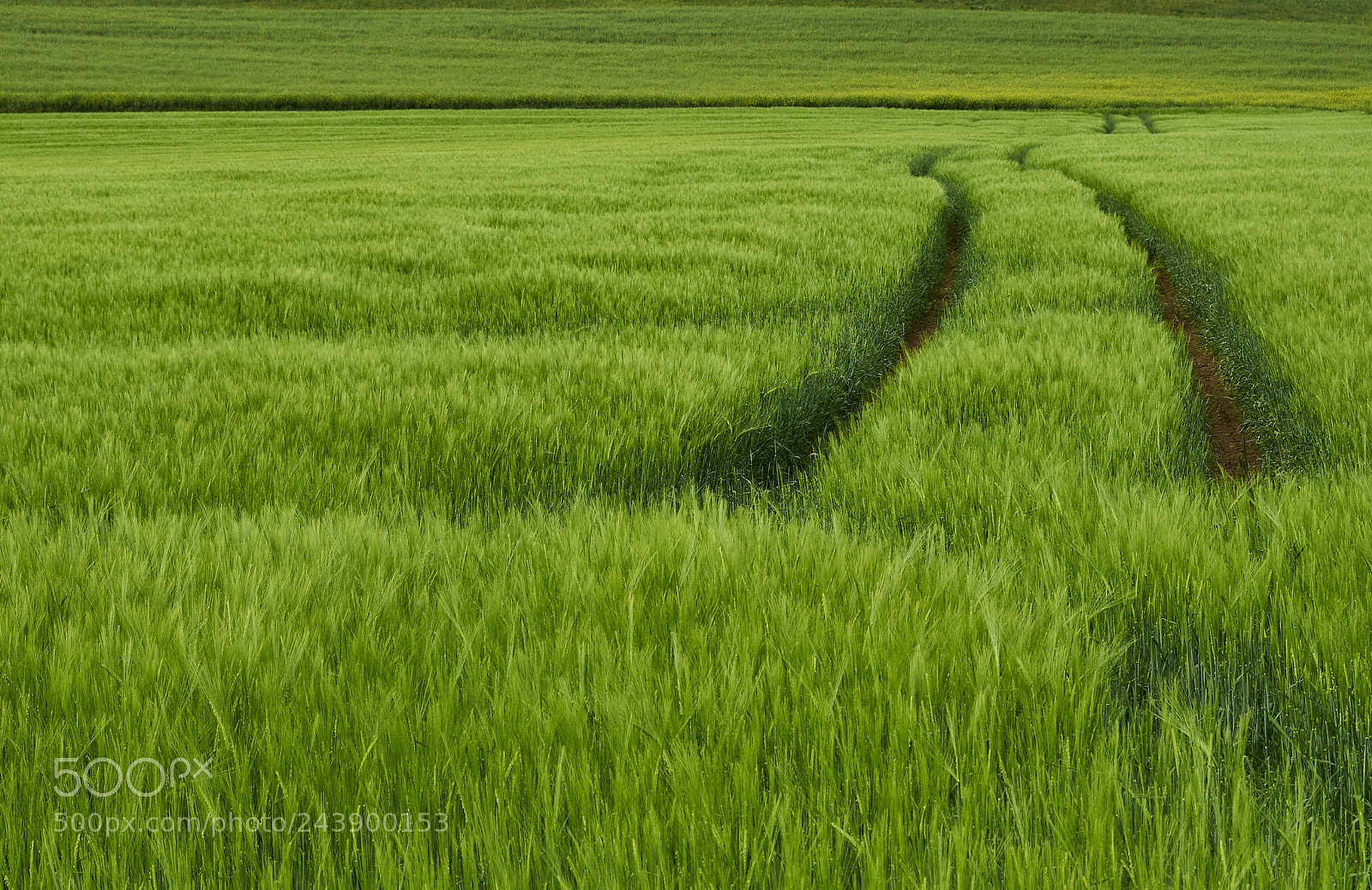 Nikon D90 sample photo. Green photography