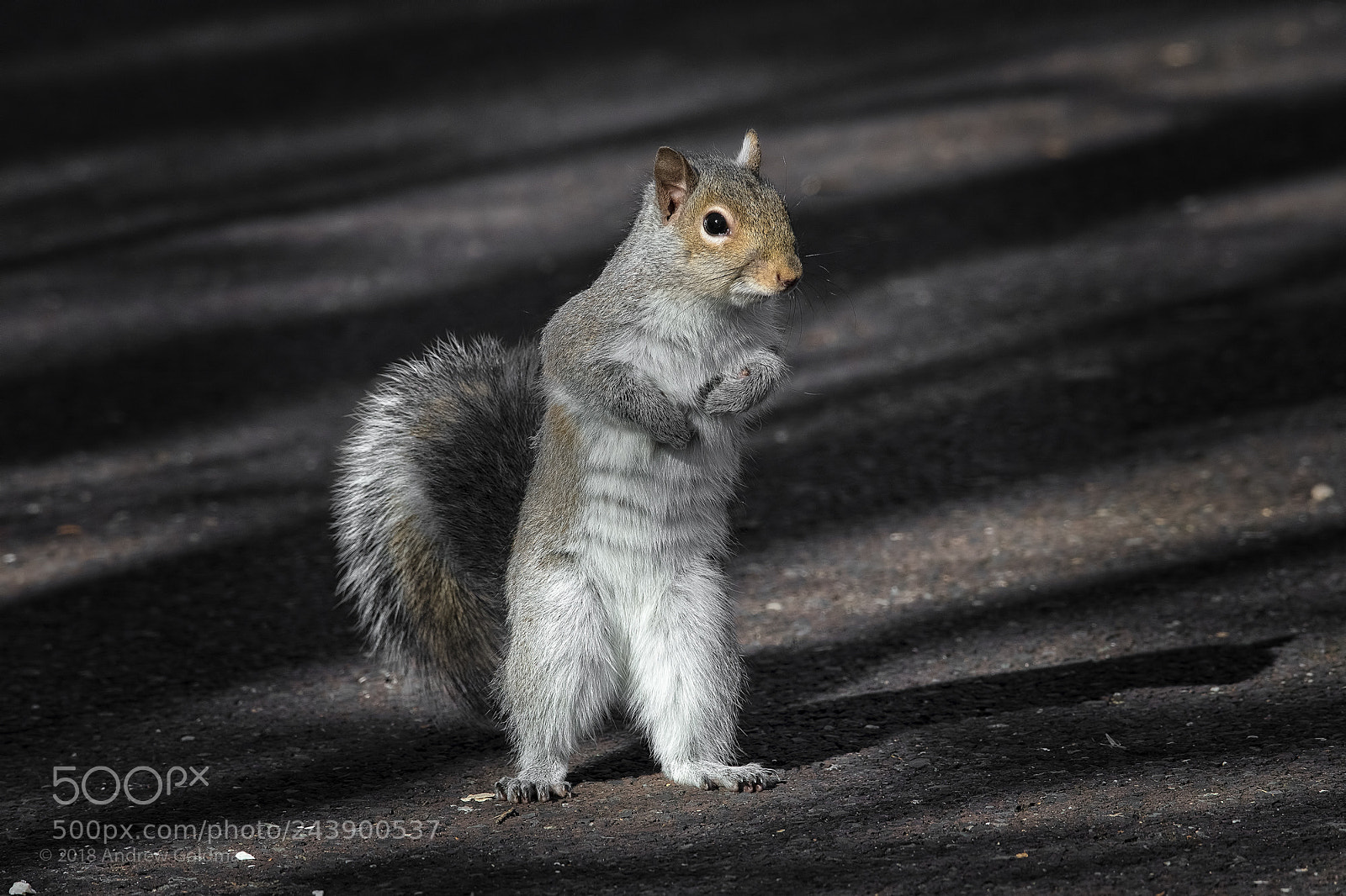 Nikon D500 sample photo. Walking tall photography