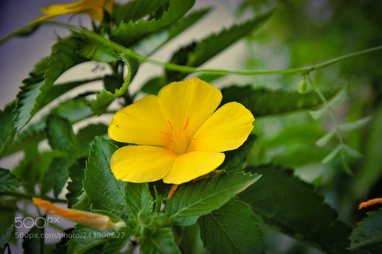Nikon D90 sample photo. Untitled photography