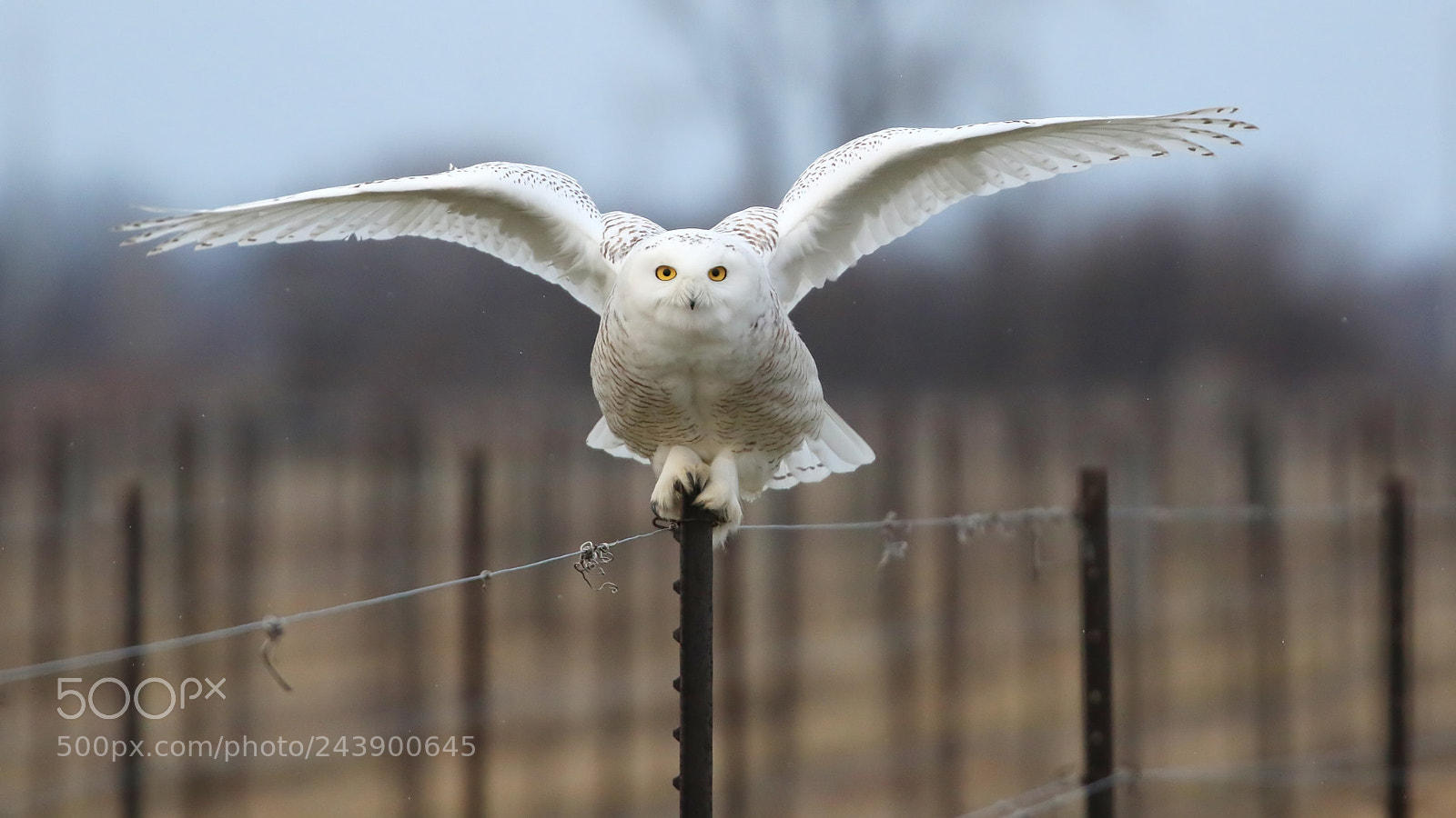 Canon EOS 7D Mark II sample photo. Ready for liftoff! photography