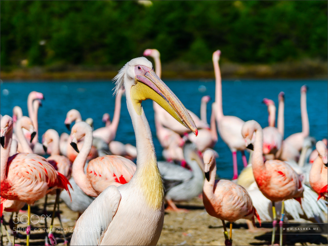 Sony Alpha a99 sample photo. Pelican is the important photography