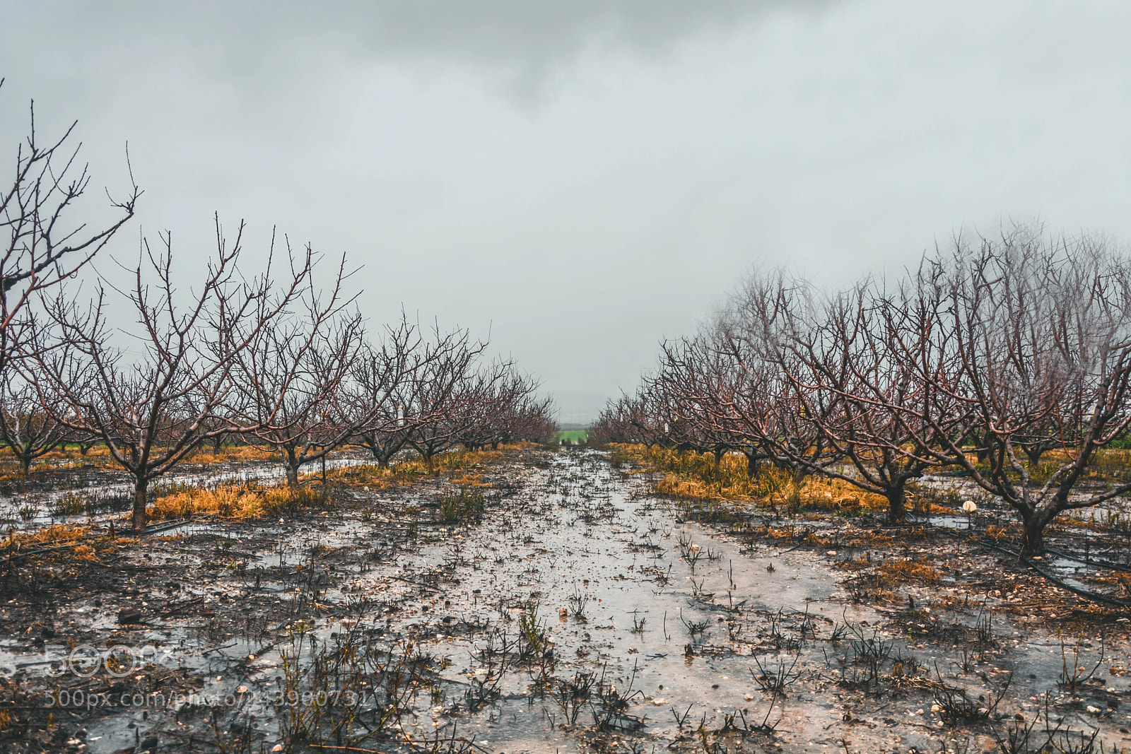 Nikon D7100 sample photo. Trees in winter photography