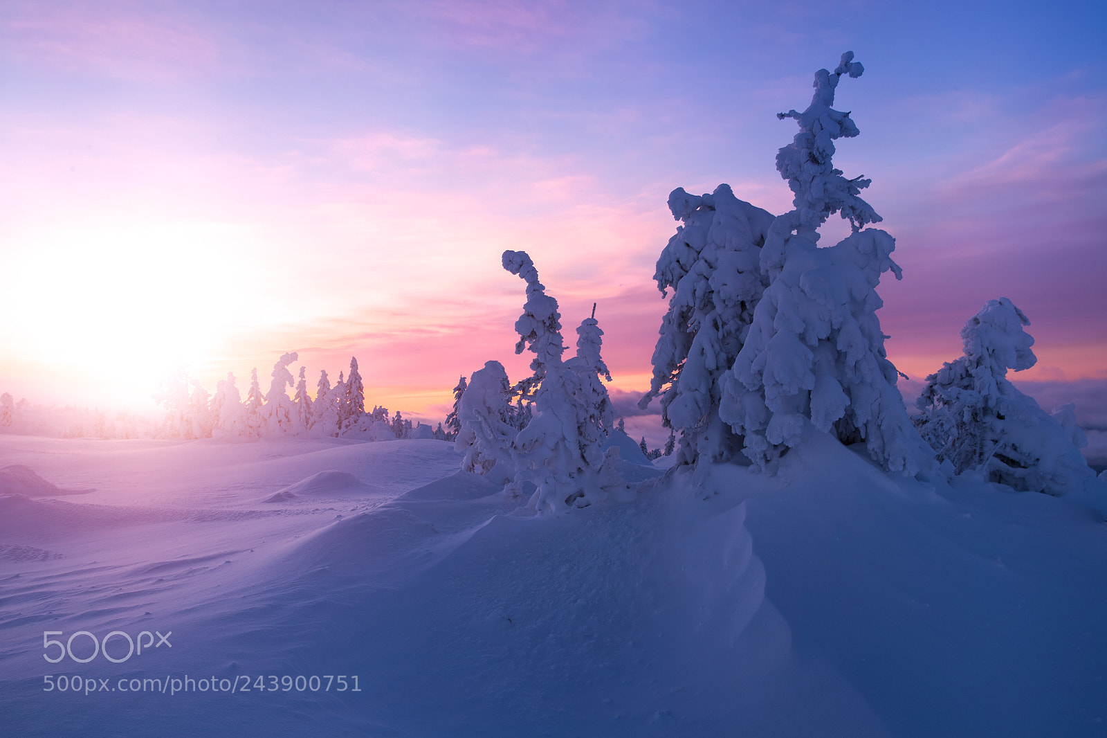Canon EOS-1D X Mark II sample photo. Magic morning light photography