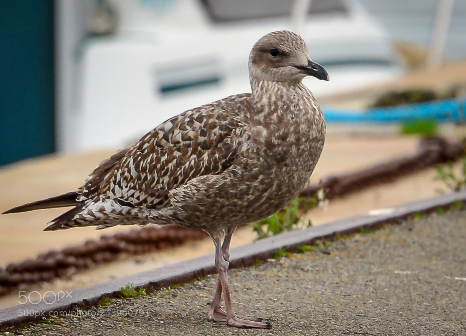 Nikon D610 sample photo. Sea bird photography
