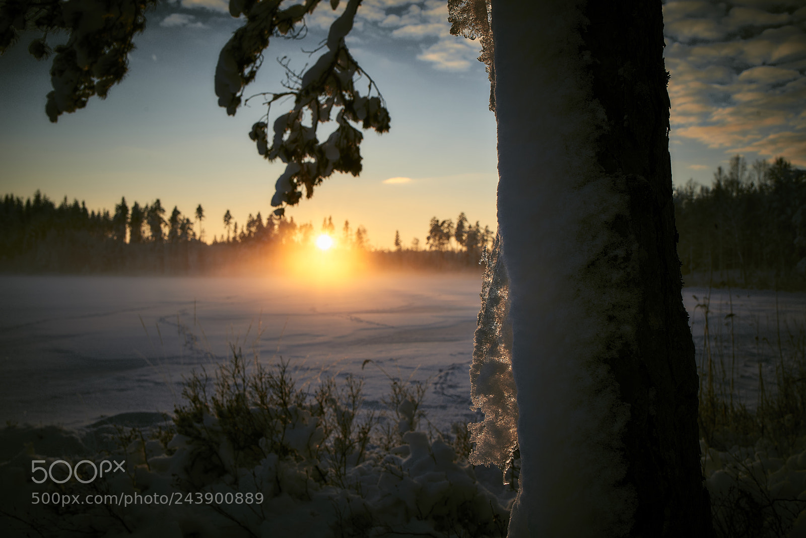 Nikon D800E sample photo. Clinging on to the photography