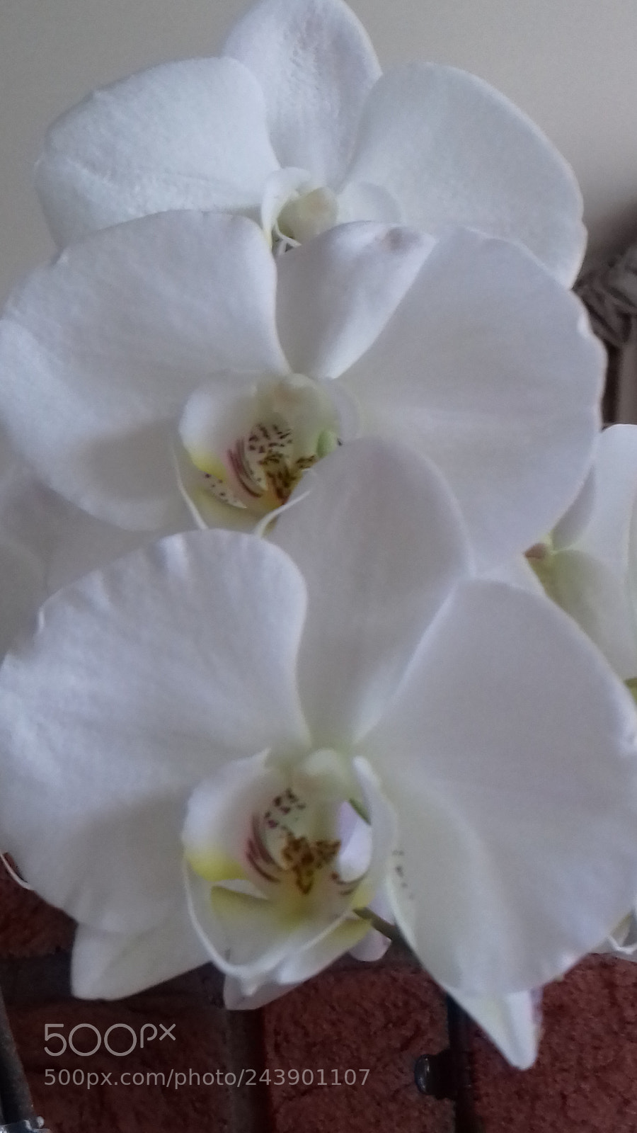 Samsung Galaxy J3(2016) sample photo. White orchids photography