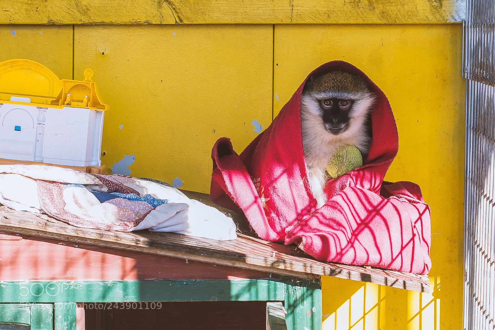 Nikon D610 sample photo. Monkey around photography