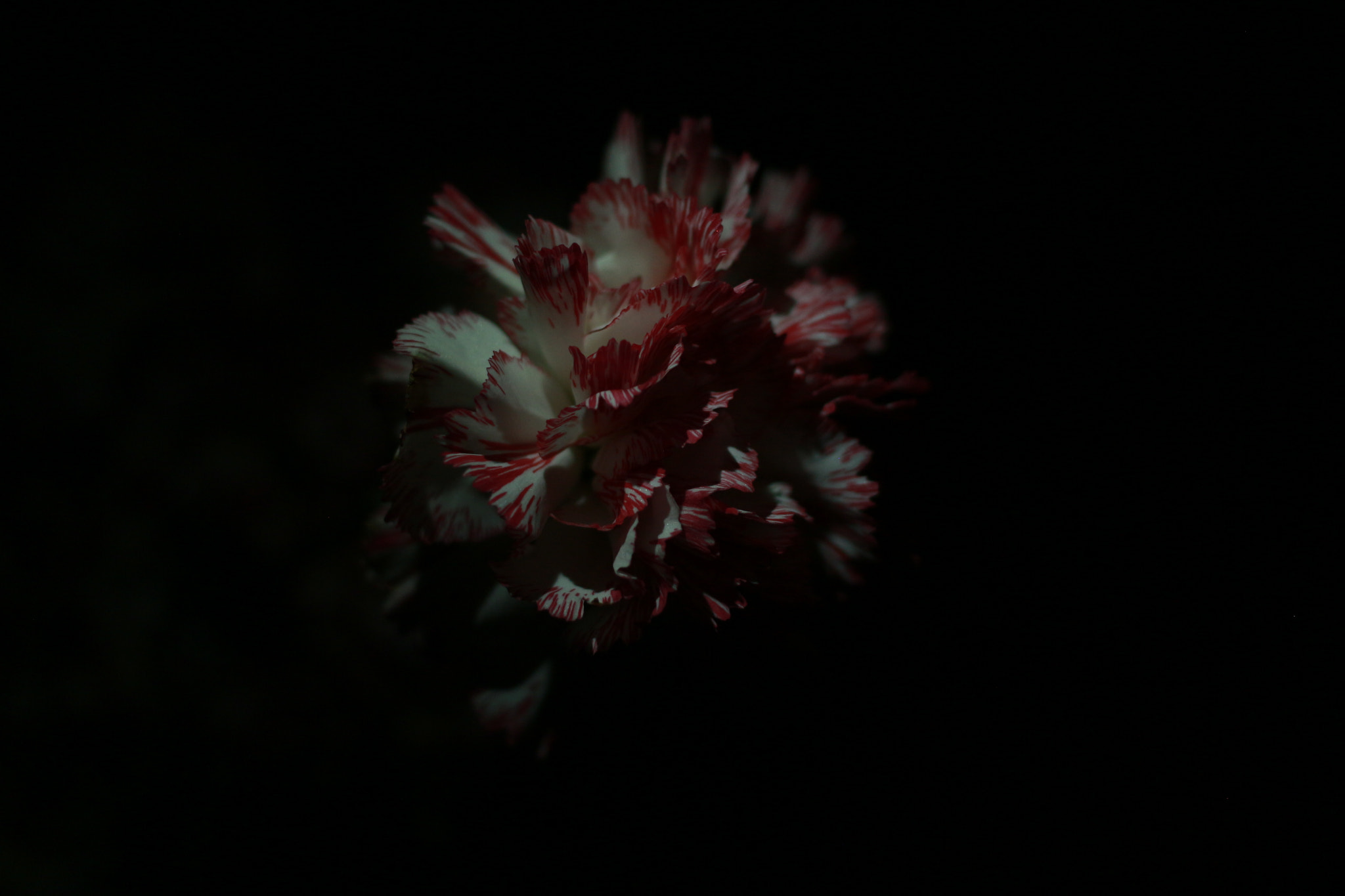 Canon EF 40mm F2.8 STM sample photo