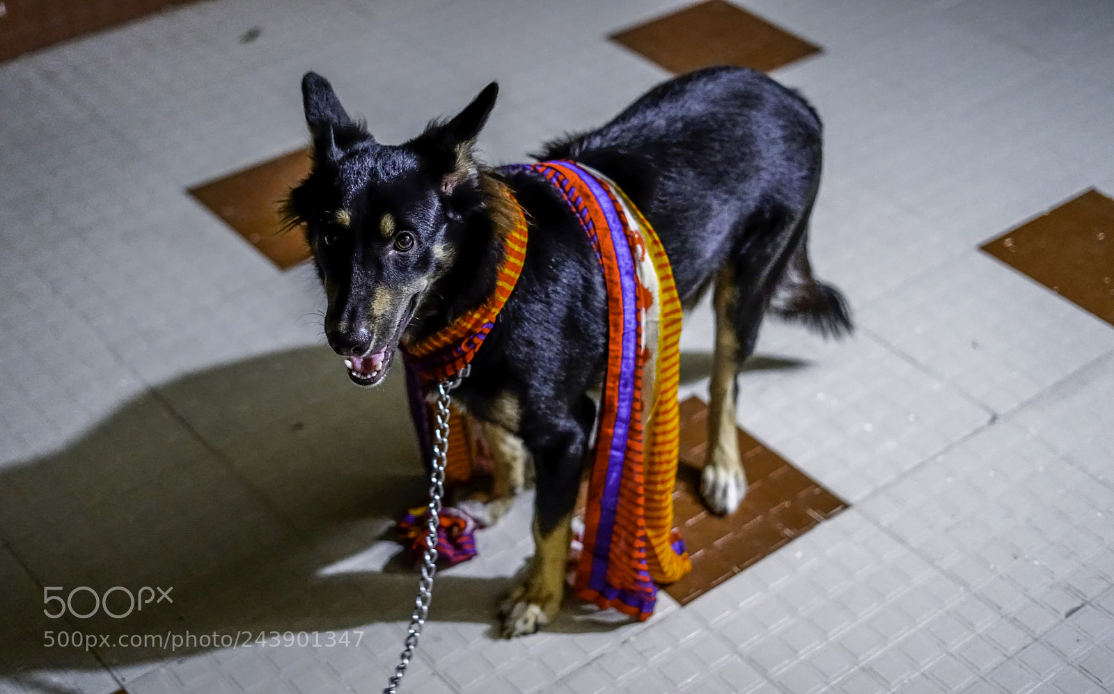 Sony a7R II sample photo. With scarf photography