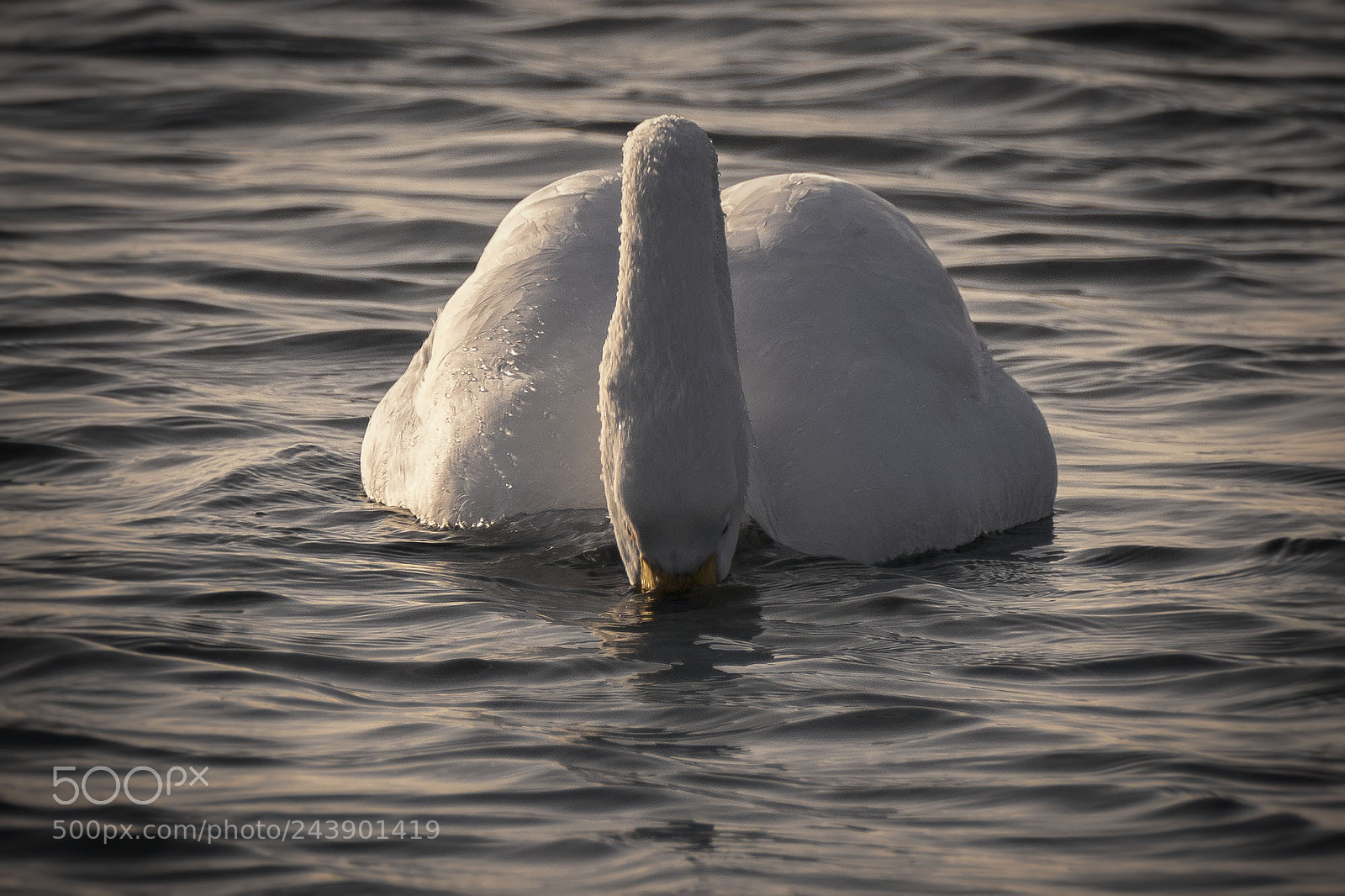 Sony ILCA-77M2 sample photo. Whooper swan photography