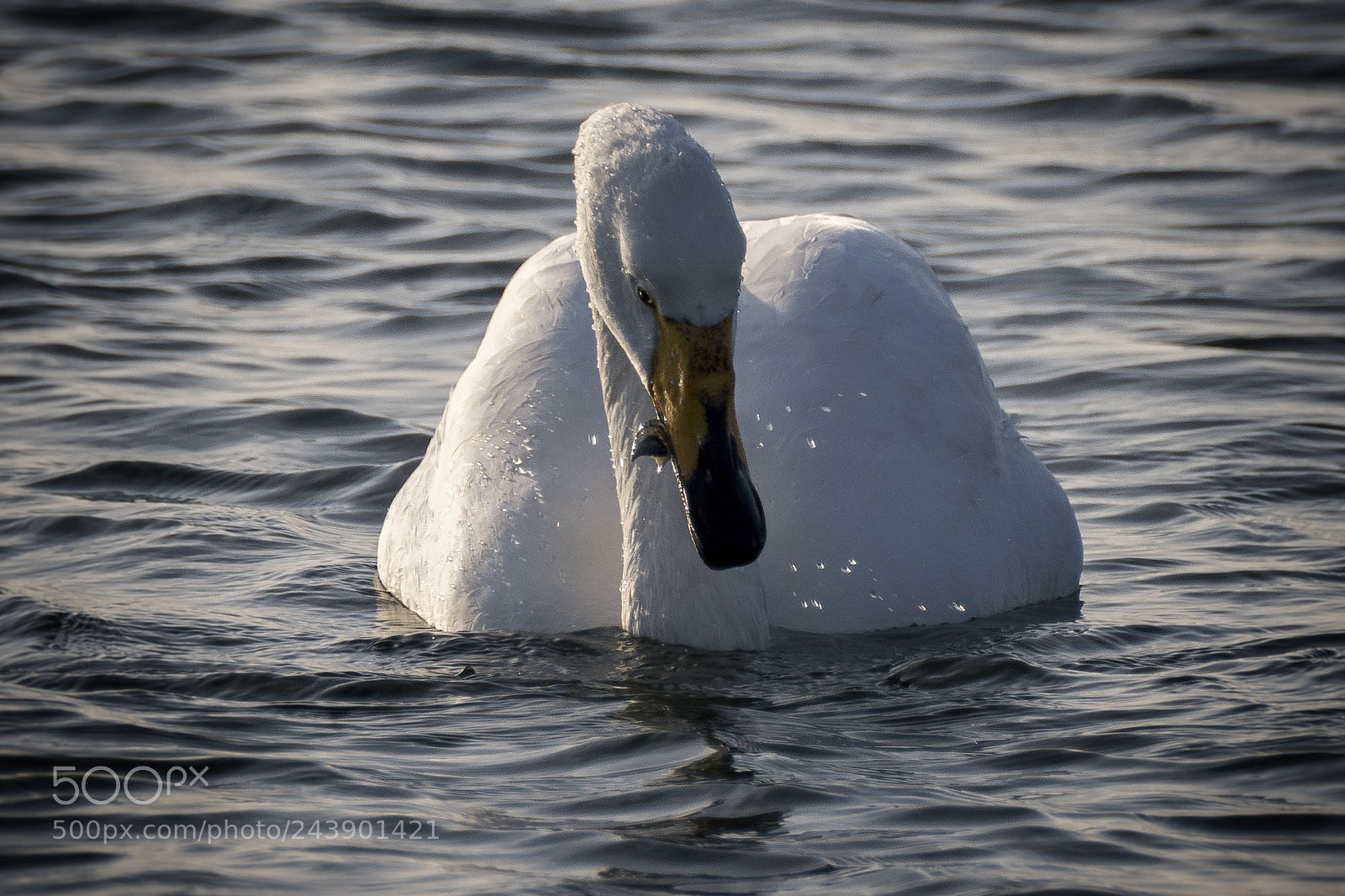 Sony ILCA-77M2 sample photo. Whooper swan catching a photography