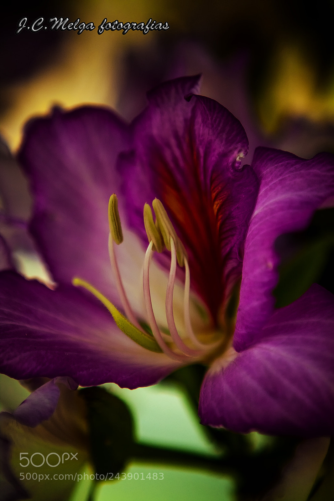 Canon EOS 500D (EOS Rebel T1i / EOS Kiss X3) sample photo. Bella flor photography