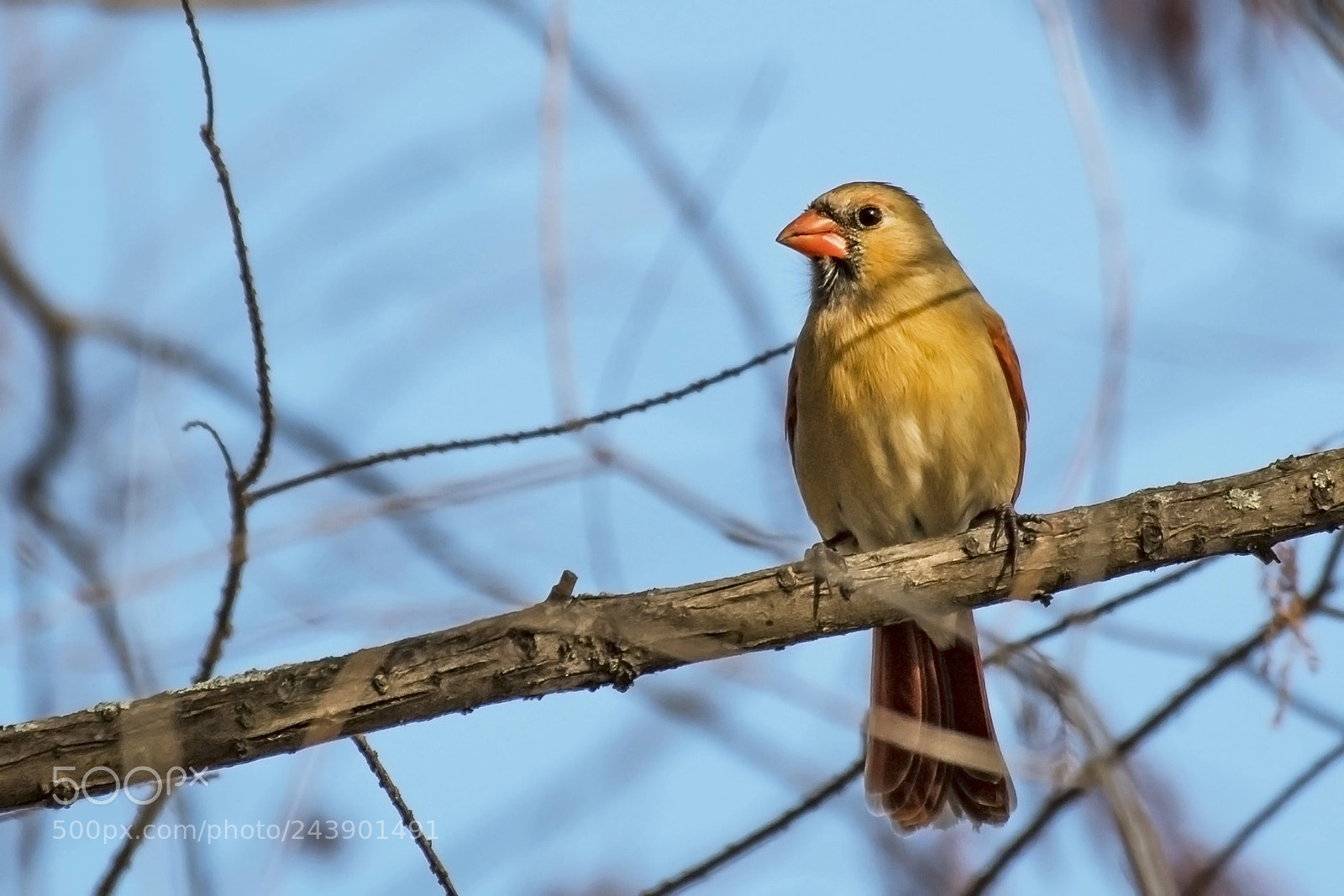 Nikon D500 sample photo. Female cardinal photography