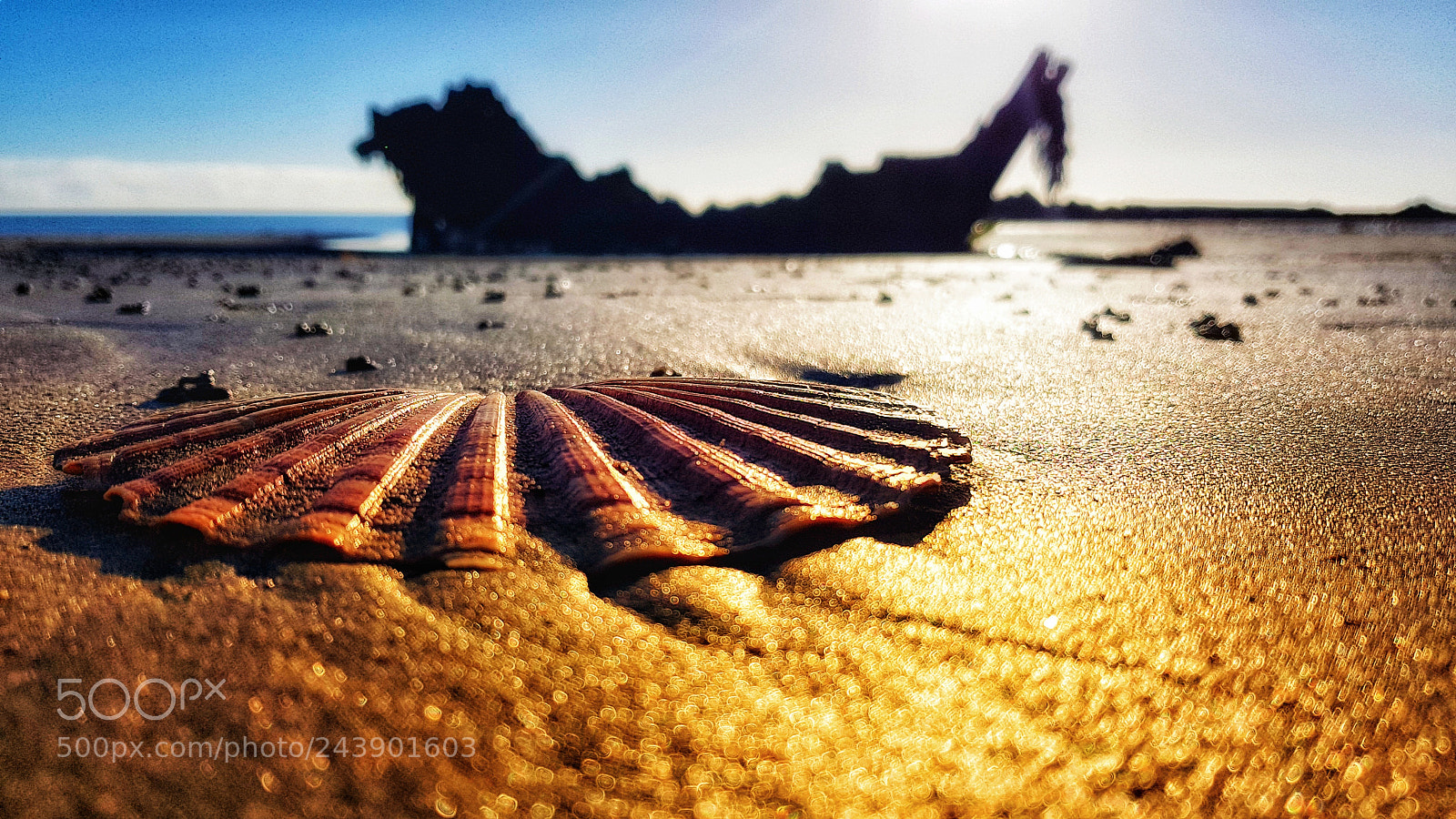 Samsung Galaxy S8 sample photo. Shell on the beach photography