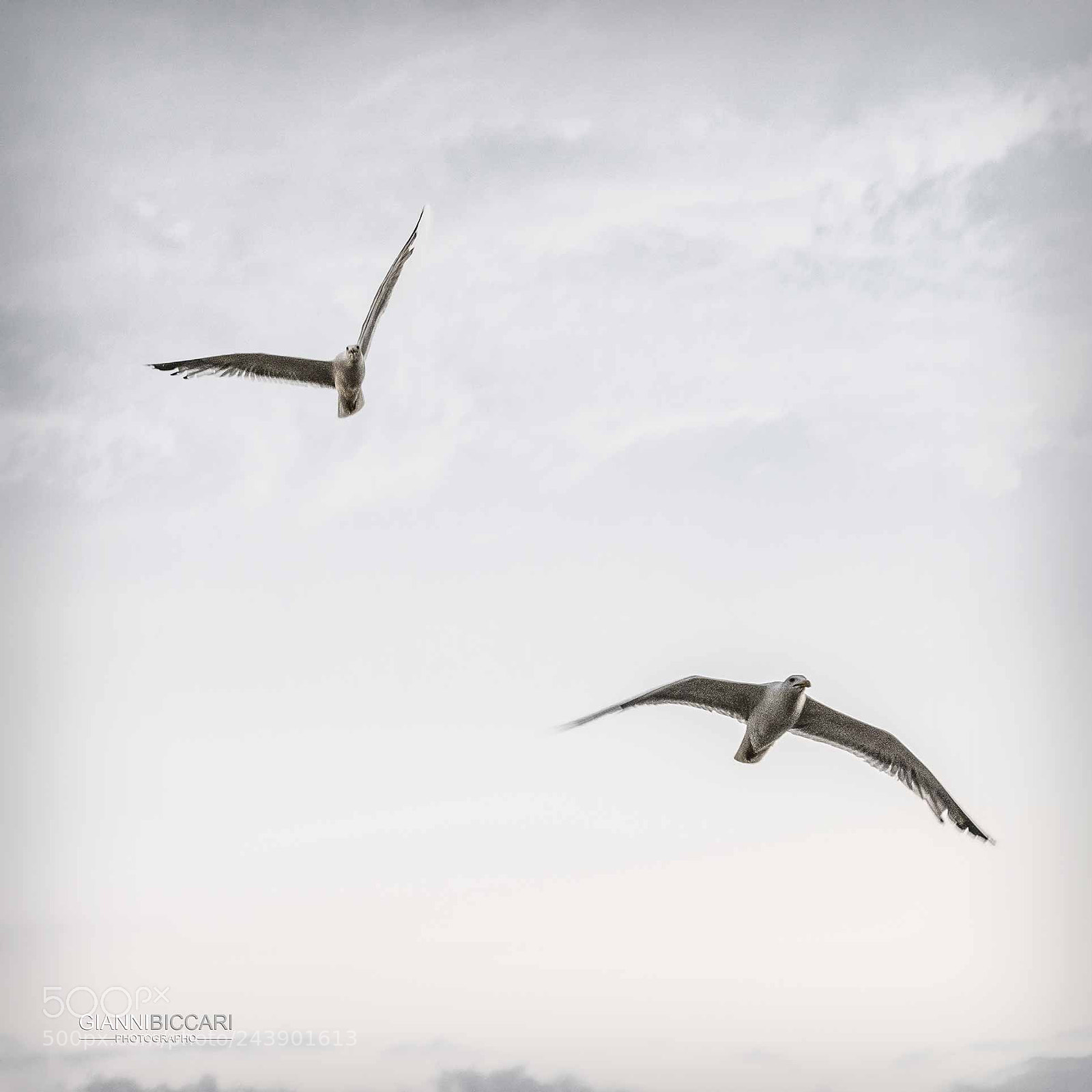 Olympus OM-D E-M5 sample photo. Chicco & spillo photography