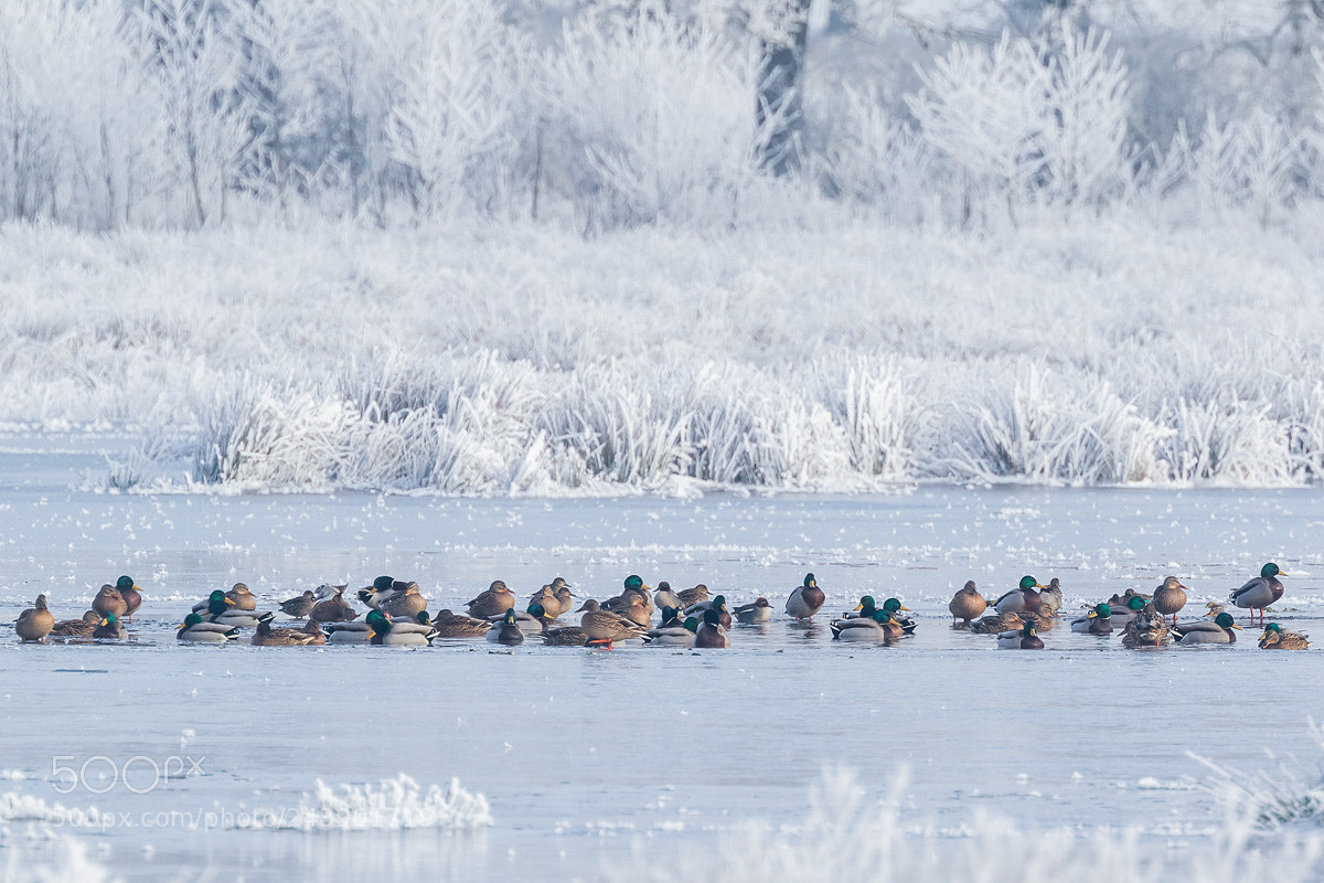 Canon EOS 7D Mark II sample photo. Ducks and teals in photography