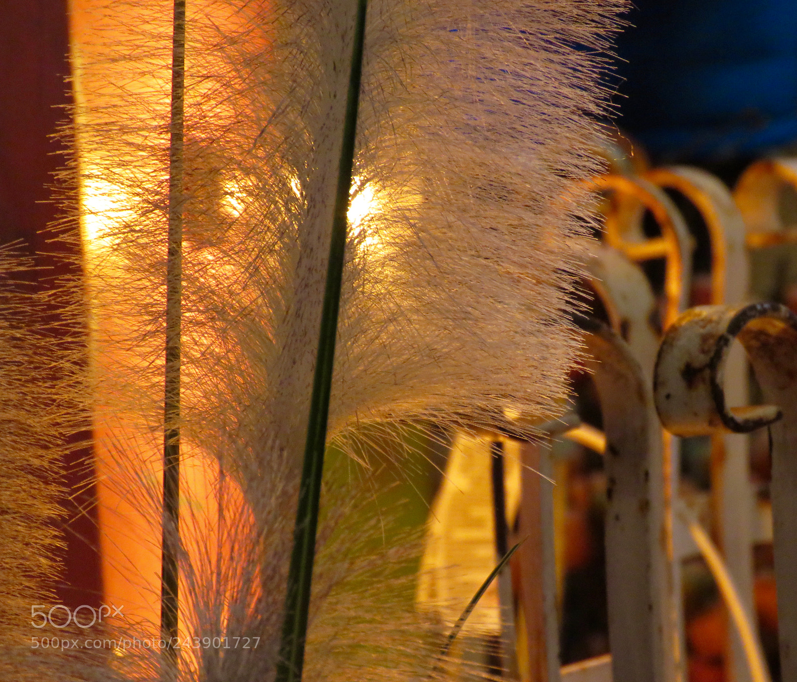 Canon PowerShot SX60 HS sample photo. Feather, lamp photography