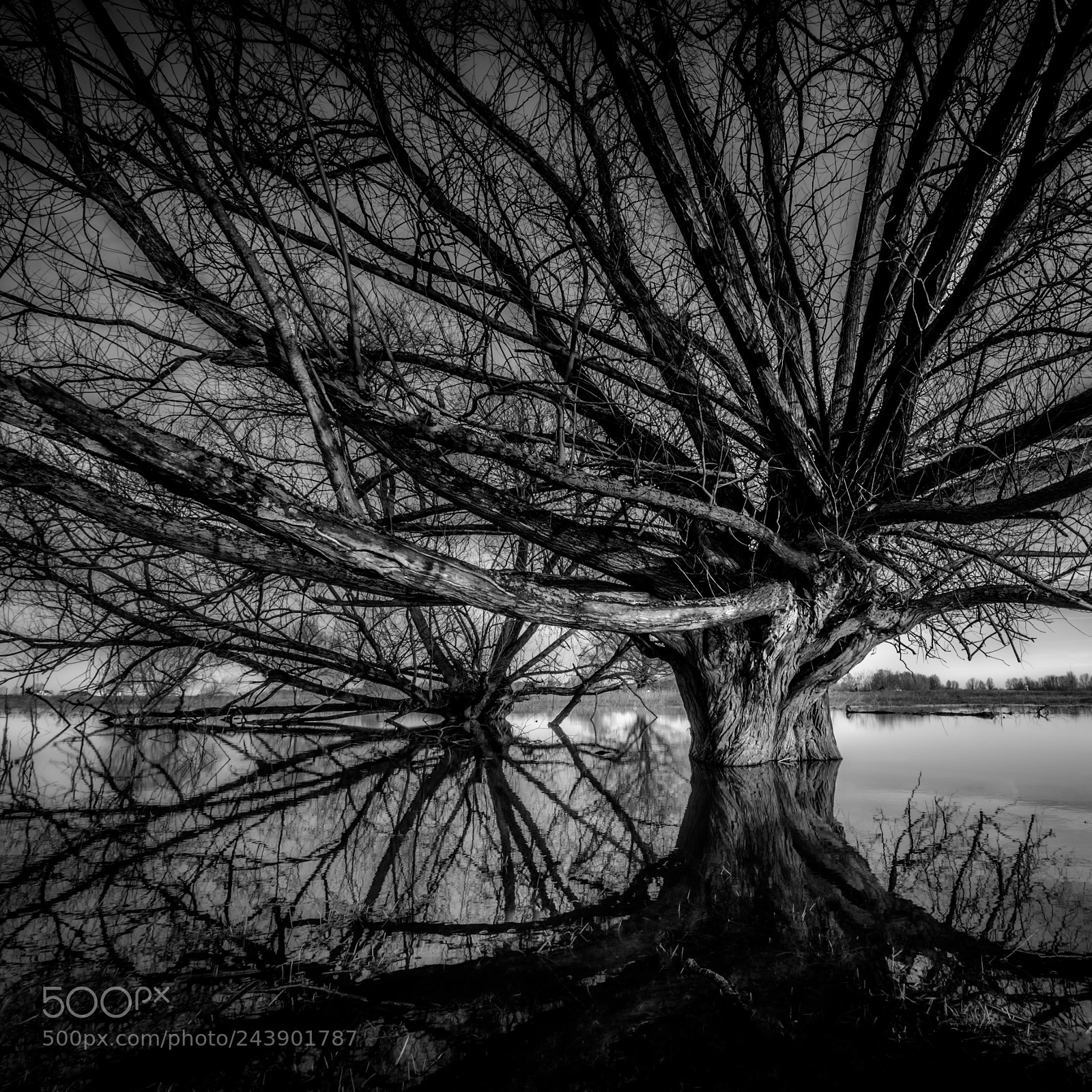 Fujifilm X-T2 sample photo. Branches reflected photography