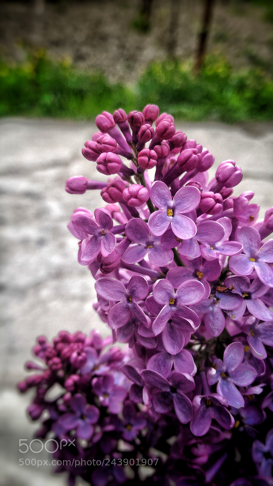 ASUS ZenFone 2 (ZE551ML) sample photo. Lilac photography