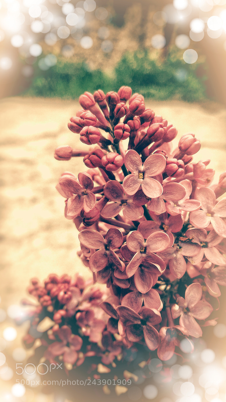 ASUS ZenFone 2 (ZE551ML) sample photo. Lilac photography